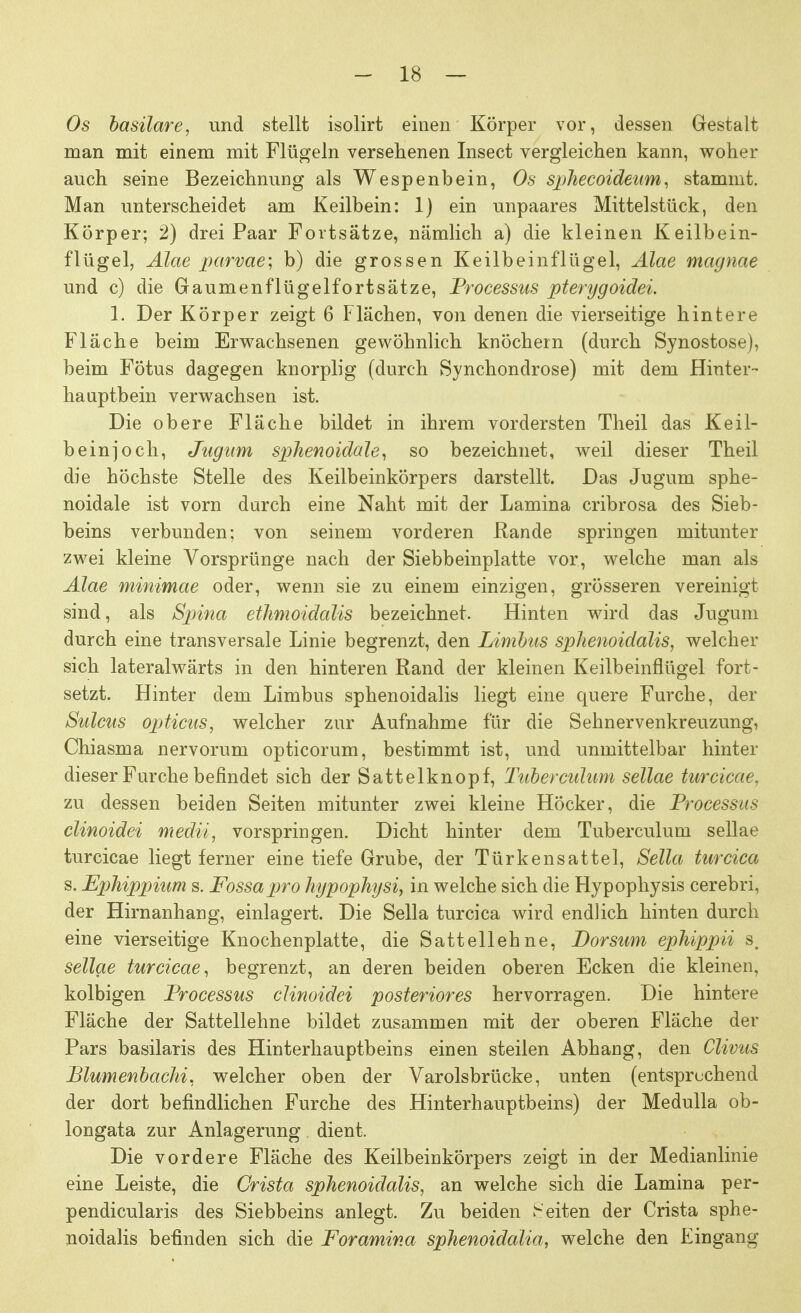 Os basilare, und stellt isolirt einen Körper vor, dessen Gestalt man mit einem mit Flügeln versehenen Insect vergleichen kann, woher auch seine Bezeichnung als Wespenbein, Os sphecoideum, stammt. Man unterscheidet am Keilbein: 1) ein unpaares Mittelstück, den Körper; 2) drei Paar Fortsätze, nämlich a) die kleinen Keilbein- flügel, Alae parvae; b) die grossen Keilbeinflügel, Alae magnae und c) die Gaumenflügelfortsätze, Processus pterygoidei. 1. Der Körper zeigt 6 Flächen, von denen die vierseitige hintere Fläche beim Erwachsenen gewöhnlich knöchern (durch Synostose), beim Fötus dagegen knorplig (durch Synchondrose) mit dem Hinter- hauptbein verwachsen ist. Die obere Fläche bildet in ihrem vordersten Theil das Keil- beinjoch, Jugum sphenoidale, so bezeichnet, weil dieser Theil die höchste Stelle des Keilbeinkörpers darstellt. Das Jugum sphe- noidale ist vorn durch eine Naht mit der Lamina cribrosa des Sieb- beins verbunden; von seinem vorderen Rande springen mitunter zwei kleine Vorsprünge nach der Siebbeinplatte vor, welche man als Alae minimae oder, wenn sie zu einem einzigen, grösseren vereinigt sind, als Spina ethmoidalis bezeichnet. Hinten wird das Jugum durch eine transversale Linie begrenzt, den Limbus sphenoidalis, welcher sich lateralwärts in den hinteren Rand der kleinen Keilbeinflügel fort- setzt. Hinter dem Limbus sphenoidalis liegt eine quere Furche, der Sulcus opticus, welcher zur Aufnahme für die Sehnervenkreuzung, Chiasma nervorum opticorum, bestimmt ist, und unmittelbar hinter dieser Furche befindet sich der Sattel knöpf, Tuber culum sellae turcicae, zu dessen beiden Seiten mitunter zwei kleine Höcker, die Processus clinoidei medii, vorspringen. Dicht hinter dem Tuberculum sellae turcicae liegt ferner eine tiefe Grube, der Türken satte 1, Sella turcica s. Fphippium s. Fossapro hypophysi, in welche sich die Hypophysis cerebri, der Hirnanhang, einlagert. Die Sella turcica wird endlich hinten durch eine vierseitige Knochenplatte, die Sattellehne, Borsum ephippii s. sellae turcicae, begrenzt, an deren beiden oberen Ecken die kleinen, kolbigen Processus clinoidei posteriores hervorragen. Die hintere Fläche der Sattellehne bildet zusammen mit der oberen Fläche der Pars basilaris des Hinterhauptbeins einen steilen Abhang, den Clivus Blumenbachi, welcher oben der Varolsbrücke, unten (entsprechend der dort befindlichen Furche des Hinterhauptbeins) der Medulla ob- longata zur Anlagerung dient. Die vordere Fläche des Keilbeinkörpers zeigt in der Medianlinie eine Leiste, die Crista sphenoidalis, an welche sich die Lamina per- pendicularis des Siebbeins anlegt. Zu beiden Seiten der Crista sphe- noidalis befinden sich die Foramina sphenoidalia, welche den Eingang