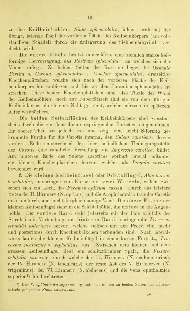 zu den Keilbein höhlen, Sinus sphenoidales, bilden, während der übrige, laterale Theil der vorderen Fläche des Keilbeinkörpers (am voll- ständigen Schädel) durch die Anlagerung des Siebbeinlabyrinths ver- deckt wird. Die untere Fläche besitzt in der Mitte eine ziemlich starke keil- förmige Hervorragung, das Rostrum sphenoidale, an welches sich der Vomer anlegt. Zu beiden Seiten des Rostrum liegen die Ossicula Bertini s. Cornua sphenoidalia s. Conchae sphenoidales, dreiseitige Knochenplättchen, welche sich nach der vorderen Fläche des Keil- beinkörpers hin umbiegen und bis zu den Foramina sphenoidalia er- strecken. Diese beiden Knochenplättchen sind also Theile der Wand der Keilbeinhöhlen; noch zur Pubertätszeit sind sie von dem übrigen Keilbeinkörper durch eine Naht getrennt, welche indessen in späterem Alter verknöchert. Die beiden Seitenflächen des Keilbeinkörpers sind grössten- teils durch die von demselben entspringenden Fortsätze eingenommen. Ihr oberer Theil ist iedoch frei und zeigt eine leicht S-förmig ge- krümmte Furche für die Carotis interna, den Sulcus caroticus, dessen vorderes Ende entsprechend der hier befindlichen Umbiegungsstelle der Carotis eine rundliche Vertiefung, die Impressio carotica, bildet. Am hinteren Ende des Sulcus caroticus springt lateral mitunter ein kleines Knochenplättchen hervor, welches als Langula carotica bezeichnet wird. 2. Die kleinen Keilbeinflügel oder Orbitalflügel, Alaeparvae s. orbitales, entspringen vom Körper mit zwei Wurzeln, welche zwi- schen sich ein Loch, das Foramen opticum, fassen. Durch das letztere treten der II. Hirnnerv (N. opticus) und die A. ophthalmica (aus der Carotis int.) hindurch, aber nicht die gleichnamige Vene. Die obere Fläche der kleinen Keilbeinflügel sieht in die Schädelhöhle, die untere in die Augen- höhle. Der vordere Rand steht jederseits mit der Pars orbitalis des Stirnbeins in Verbindung, am hinteren Rande springen die Processus clinoidei anteriores hervor, welche vielfach mit den Procc. clin. medii und posteriores durch Knochenbälkchen verbunden sind. Nach lateral- wärts laufen die kleinen Keilbeinflügel in einen kurzen Fortsatz, Pro- cessus ensiformis s. xiphoideus, aus. Zwischen dem kleinen und dem grossen Keilbeinflügel liegt ein schlitzförmiger Spalt, die Fissura orbitalis superior, durch welche der III. Hirnnerv (N. oculomotorius), der IV. Hirnnerv (N. trochlearis), der erste Ast des V. Hirnnerven (N. trigeminus), der VI. Hirnnerv (N. abducens) und die Vena ophthalmica superior1) hindurchtreten. ') Die V. ophthalmica superior ergiesst sich in den zu beiden Seiten des Türken- sattels gelegenen Sinus cavernosus. 2*