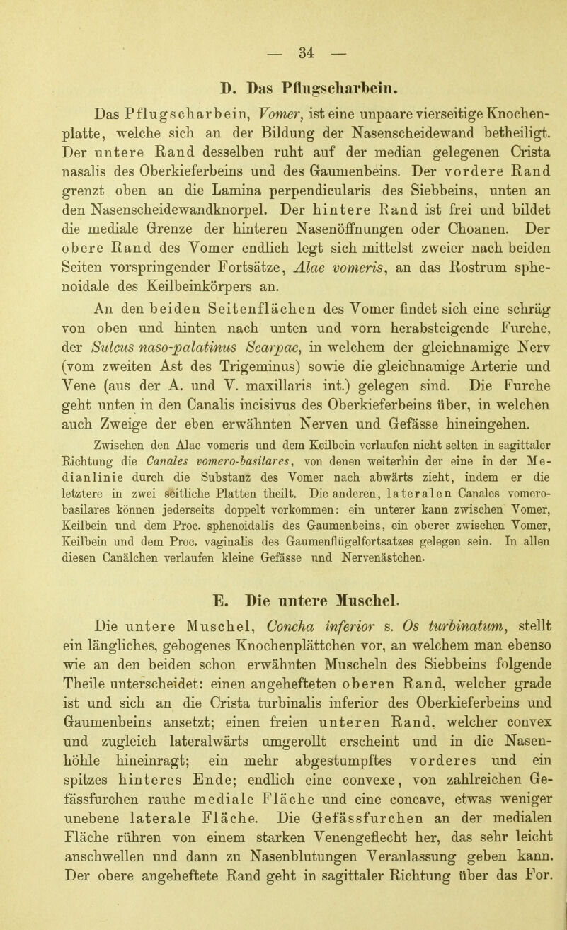 D. Das Pflugscharbeiii. Das Pflugs charb ein, Vomer, ist eine unpaare vierseitige Knochen- platte, welche sich an der Bildung der Nasenscheidewand betheiligt. Der untere Rand desselben ruht auf der median gelegenen Crista nasalis des Oberkieferbeins und des Gaumenbeins. Der vordere Rand grenzt oben an die Lamina perpendicularis des Siebbeins, unten an den Nasenscheidewandknorpel. Der hintere Rand ist frei und bildet die mediale Grenze der hinteren Nasenöffnungen oder Choanen. Der obere Rand des Vomer endlich legt sich mittelst zweier nach beiden Seiten vorspringender Fortsätze, Alae vomeris, an das Rostrum sphe- noidale des Keilbeinkörpers an. An den beiden Seitenflächen des Vomer findet sich eine schräg von oben und hinten nach unten und vorn herabsteigende Furche, der Sülms naso-palatinus Scarpae, in welchem der gleichnamige Nerv (vom zweiten Ast des Trigeminus) sowie die gleichnamige Arterie und Vene (aus der A. und V. maxillaris int.) gelegen sind. Die Furche geht unten in den Canalis incisivus des Oberkieferbeins über, in welchen auch Zweige der eben erwähnten Nerven und Gefässe hineingehen. Zwischen den Alae vomeris und dem Keilbein verlaufen nicht selten in sagittaler Eichtung die Canales vomero-basilares, von denen weiterhin der eine in der Me- dianlinie durch die Substanz des Vomer nach abwärts zieht, indem er die letztere in zwei seitliche Platten theilt. Die anderen, lateralen Canales vomero- basilares können jederseits doppelt vorkommen: ein unterer kann zwischen Vomer, Keilbein und dem Proc. sphenoidalis des Gaumenbeins, ein oberer zwischen Vomer, Keilbein und dem Proc, vaginalis des Gaumenflügelfortsatzes gelegen sein. In allen diesen Canälchen verlaufen kleine Gefässe und Nervenästchen. E. Die untere Muschel. Die untere Muschel, Concha inferior s. Os turbinatum, stellt ein längliches, gebogenes Knochenplättchen vor, an welchem man ebenso wie an den beiden schon erwähnten Muscheln des Siebbeins folgende Theile unterscheidet: einen angehefteten oberen Rand, welcher grade ist und sich an die Crista turbinalis inferior des Oberkieferbeins und Gaumenbeins ansetzt; einen freien unteren Rand, welcher convex und zugleich lateralwärts umgerollt erscheint und in die Nasen- höhle hineinragt; ein mehr abgestumpftes vorderes und ein spitzes hinteres Ende; endlich eine convexe, von zahlreichen Ge- fässfurchen rauhe mediale Fläche und eine concave, etwas weniger unebene laterale Fläche. Die Gefässfurchen an der medialen Fläche rühren von einem starken Venengeflecht her, das sehr leicht anschwellen und dann zu Nasenblutungen Veranlassung geben kann. Der obere angeheftete Rand geht in sagittaler Richtung über das For.