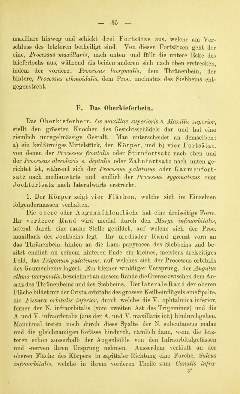 maxillare hinweg und schickt drei Fortsätze aus, welche am Ver- schluss des letzteren betheiligt sind. Von diesen Fortsätzen geht der eine, Processus maxillaris, nach unten und füllt die untere Ecke des Kieferlochs aus, während dis beiden anderen sich nach oben erstrecken, indem der vordere, Processus lacrimalis, dem Thränenbein, der hintere, Processus ethmoidalis, dem Proc. uncinatus des Siebbeins ent- gegenstrebt. F. Bas Oberkieferbein. Das Oberkieferbein, Os maxillae superioris s. Maxilla superior, stellt den grössten Knochen des Gesichtsschädels dar und hat eine ziemlich unregelmässige Gestalt. Man unterscheidet an demselben: a) ein keilförmiges Mittelstück, den Körper, und b) vier Fortsätze, von denen der Processus frontalis oder Stirnforts atz nach oben und der Processus alveolaris s. dentalis oder Zahnfortsatz nach unten ge- richtet ist, während sich der Processus palatinus oder Gaumenfort- satz nach medianwärts und endlich der Processus zygomaticus oder Jochfortsatz nach lateralwärts erstreckt. 1. Der Körper zeigt vier Flächen, welche sich im Einzelnen folgendermassen verhalten. Die obere oder Augenhöhlenfläche hat eine dreiseitige Form. Ihr vorderer Rand wird medial durch den Margo infraorbitalis, lateral durch eine rauhe Stelle gebildet, auf welche sich der Proc. maxillaris des Jochbeins legt. Ihr medialer Rand grenzt vorn an das Thränenbein, hinten an die Lam. papyracea des Siebbeins und be- sitzt endlich an seinem hinteren Ende ein kleines, meistens dreiseitiges Feld, das Trigonum palatinum, auf welches sich der Processus orbitalis des Gaumenbeins lagert. Jllin kleiner winkliger Vorsprung, der Angulus ethmo-lacrymdlis, bezeichnet an diesem Rande die Grenze zwischen dem An- satz des Thränenbeins und des Siebbeins. Der laterale Rand der oberen Fläche bildet mit der Crista orbitalis des grossen Keilbeinflügels eine Spalte, die Fissura orbitalis inferior, durch welche die V. ophtalmica inferior, ferner der N. infraorbitalis (vom zweiten Ast des Trigeminus) und die A. und V. infraorbitalis (aus der A. und V. maxillaris int.) hindurchgehen. Manchmal treten noch durch diese Spalte der N. subcutaneus malae und die gleichnamigen Gefässe hindurch, nämlich dann, wenn die letz- teren schon ausserhalb der Augenhöhle von den Infraorbitalgefässen und -nerven ihren Ursprung nehmen. Ausserdem verläuft an der oberen Fläche des Körpers in sagittaler Richtung eine Furche, Sulcus infraorbitalis, welche in ihrem vorderen Theile zum Canalis infra- 3*