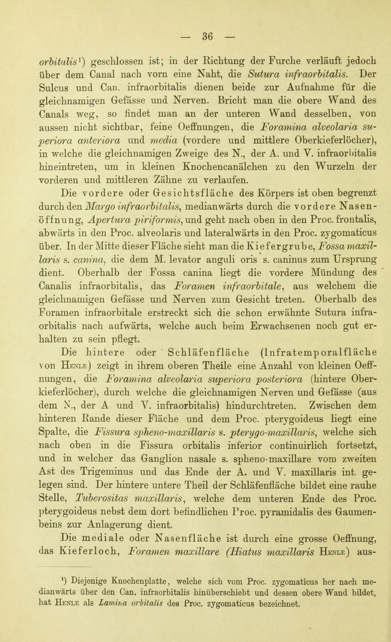 orbitalis*) geschlossen ist; in der Richtung der Furche verläuft jedoch über dem Canal nach vorn eine Naht, die Sutura infraorbitalis. Der Sulcus und Can. infraorbitalis dienen beide zur Aufnahme für die gleichnamigen Gefässe und Nerven. Bricht man die obere Wand des Canals weg, so findet man an der unteren Wand desselben, von anssen nicht sichtbar, feine Oeffnungen, die Formnina alveolaria su- periora anteriora und media (vordere und mittlere Oberkieferlöcher), in welche die gleichnamigen Zweige des N., der A. und V. infraorbitalis hineintreten, um in kleinen Knochencanälchen zu den Wurzeln der vorderen und mittleren Zähne zu verlaufen. Die vordere oder Gesichtsfläche des Körpers ist oben begrenzt durch den Margo infraorbitalis, medianwärts durch die vordere Nasen- öffnung, Apertura piriformis, und geht nach oben in den Proc. frontalis, abwärts in den Proc. alveolaris und lateralwärts in den Proc. zjgomaticus über. In der Mitte dieser Fläche sieht man die Kiefergrube, Fossa maxil- laris s. canina, die dem M. levator anguli oris s. caninus zum Ursprung dient. Oberhalb der Fossa canina liegt die vordere Mündung des Canalis infraorbitalis, das Foramen infraorbitale, aus welchem die gleichnamigen Gefässe und Nerven zum Gesicht treten. Oberhalb des Foramen infraorbitale erstreckt sich die schon erwähnte Sutura infra- orbitalis nach aufwärts, welche auch beim Erwachsenen noch gut er- halten zu sein pflegt. Die hintere oder Schläfenfläche (Infratemporalfläche von Henle) zeigt in ihrem oberen Theile eine Anzahl von kleinen Oeff- nungen, die Foramina alveolaria superiora posteriora (hintere Ober- kieferlöcher), durch welche die gleichnamigen Nerven und Gefässe (aus dem N., der A und V. infraorbitalis) hindurchtreten. Zwischen dem hinteren Rande dieser Fläche und dem Proc. pterygoideus liegt eine Spalte, die Fissura spheno-maxillaris s. pterygo-maxillaris, welche sich nach oben in die Fissura orbitalis inferior continuirlich fortsetzt, und in welcher das Ganglion nasale s. spheno-maxillare vom zweiten Ast des Trigeminus und das Ende der A. und V. maxillaris int. ge- legen sind. Der hintere untere Theil der Schläfenfläche bildet eine rauhe Stelle, Tuberositas maxillaris, welche dem unteren Ende des Proc. pterygoideus nebst dem dort befindlichen Proc. pyramidalis des Gaumen- beins zur Anlagerung dient. Die mediale oder Nasenfläche ist durch eine grosse Oeffnung, das Kieferloch, Foramen maxillare (Hiatus maxillaris Henle) aus- ') Diejenige Knochenplatte, welche sich vom Proc. zygomaticus her nach me- dianwärts über den Can. infraorbitalis hinüberschiebt und dessen obere Wand bildet, hat Henle als Lamina orbitalis des Proc. zygomaticus bezeichnet.