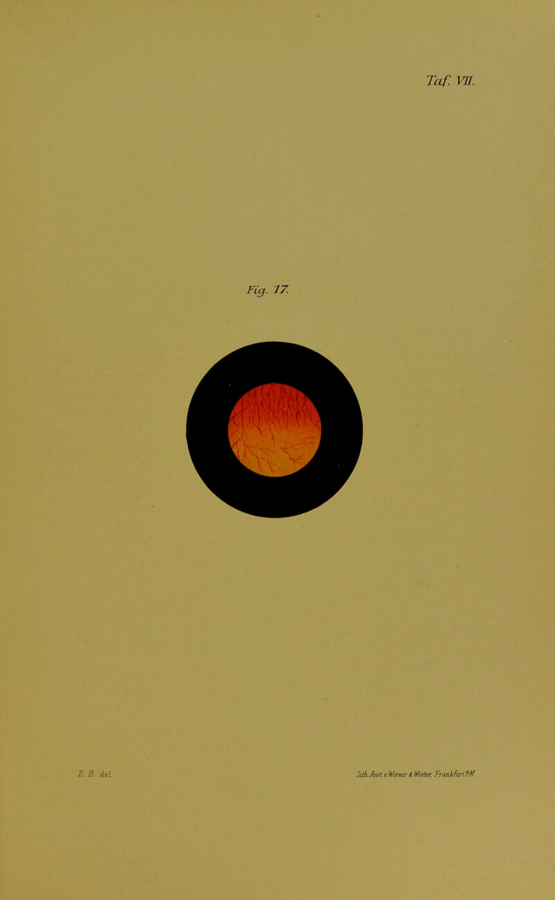 Fig. 77. iilk.AatvWiriurtWmier, Frankfiirlfff