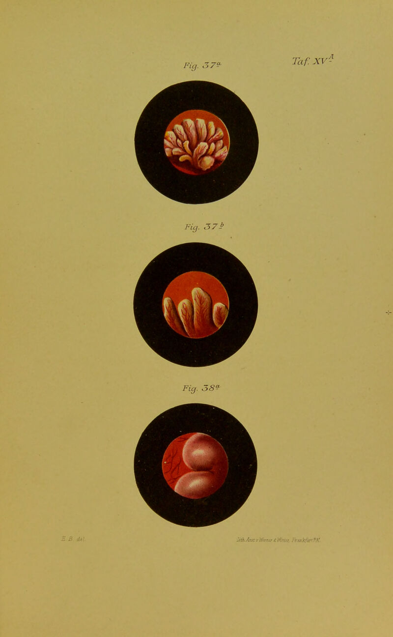 Fig. 38^ :ilkArJtvWariurtli^f, Fr.vJcfjr'fA'.