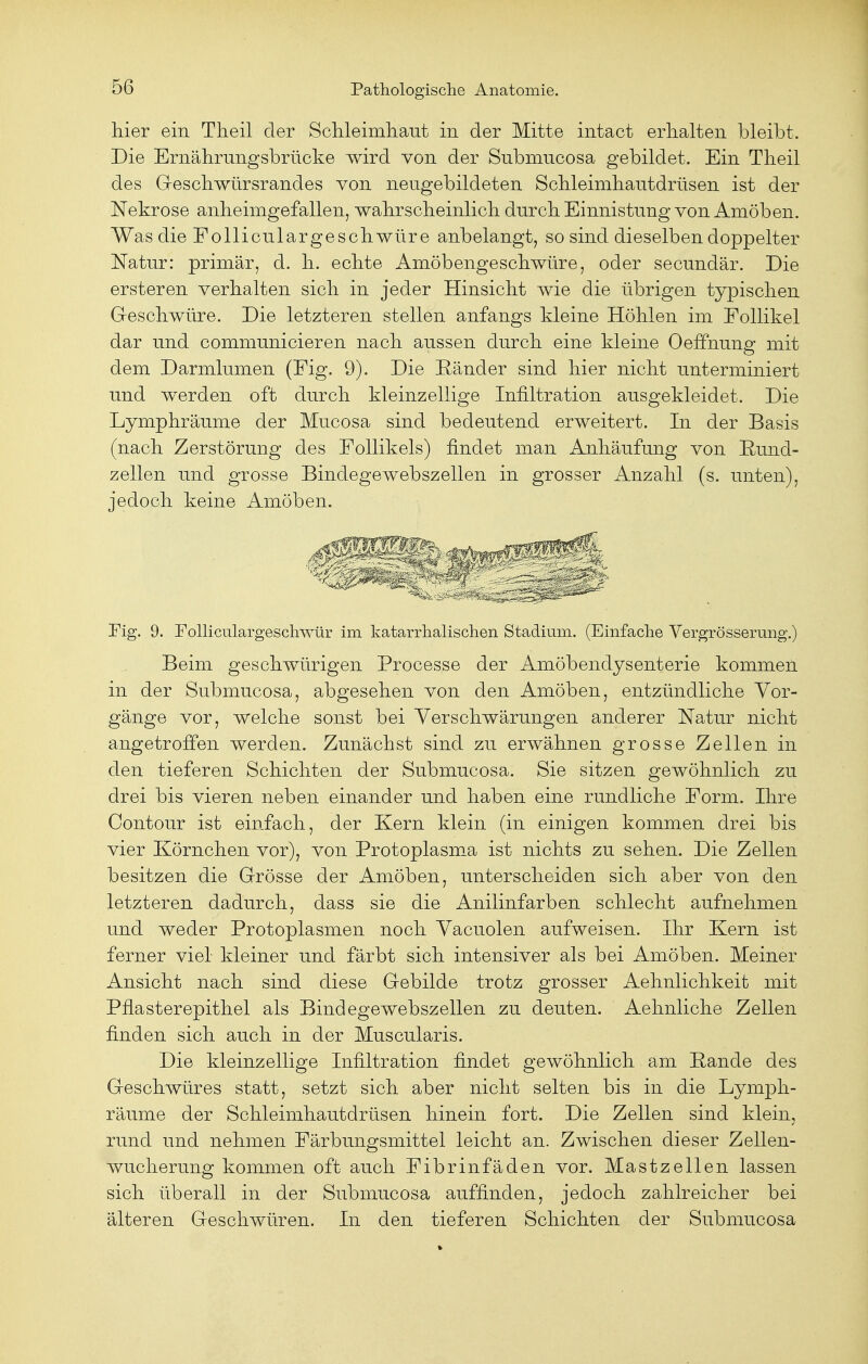 hier ein Theil der Schleimhant in der Mitte intact erhalten bleibt. Die Ernährungsbrücke wird von der Submncosa gebildet. Ein Theil des Geschwürsrandes von neugebildeten Schleimhautdrüsen ist der Nekrose anheimgefallen, wahrscheinlich durch Einnistung von Amöben. Was die Folliculargeschwüre anbelangt, so sind dieselben doppelter Natur: primär, d. h. echte Amöbengeschwüre, oder secundär. Die ersteren verhalten sich in jeder Hinsicht wie die übrigen typischen Geschwüre. Die letzteren stellen anfangs kleine Höhlen im Follikel dar und communieieren nach aussen durch eine kleine Oeffnung mit dem Darmlumen (Fig. 9). Die Ränder sind hier nicht unterminiert und werden oft durch kleinzellige Infiltration ausgekleidet. Die Lymphräume der Mucosa sind bedeutend erweitert. In der Basis (nach Zerstörung des Follikels) findet man Anhäufung von Bnnd- zellen und grosse Bindegewebszellen in grosser Anzahl (s. unten), jedoch keine Amöben. Fig. 9. Folliculargeschwür im katarrhalischen Stadium. (Einfache Vergrösserung.) Beim geschwürigen Processe der Amöbendysenterie kommen in der Submucosa, abgesehen von den Amöben, entzündliche Vor- gänge vor, welche sonst bei Verschwärungen anderer Natur nicht angetroffen werden. Zunächst sind zu erwähnen grosse Zellen in den tieferen Schichten der Submucosa. Sie sitzen gewöhnlich zu drei bis vieren neben einander und haben eine rundliche Form. Ihre Contour ist einfach, der Kern klein (in einigen kommen drei bis vier Körnchen vor), von Protoplasma ist nichts zu sehen. Die Zellen besitzen die Grösse der Amöben, unterscheiden sich aber von den letzteren dadurch, dass sie die Anilinfarben schlecht aufnehmen und weder Protoplasmen noch Vacuolen aufweisen. Ihr Kern ist ferner viel kleiner und färbt sich intensiver als bei Amöben. Meiner Ansicht nach sind diese Gebilde trotz grosser Aehnlichkeit mit Pflasterepithel als Bindegewebszellen zu deuten. Aehnliche Zellen finden sich auch in der Muscularis. Die kleinzellige Infiltration findet gewöhnlich am Rande des Geschwüres statt, setzt sich aber nicht selten bis in die Lymph- räume der Schleimhautdrüsen hinein fort. Die Zellen sind klein, rund und nehmen Färbungsmittel leicht an. Zwischen dieser Zellen- wucherung kommen oft auch Fibrinfäden vor. Mastzellen lassen sich überall in der Submucosa auffinden, jedoch zahlreicher bei älteren Geschwüren. In den tieferen Schichten der Submucosa