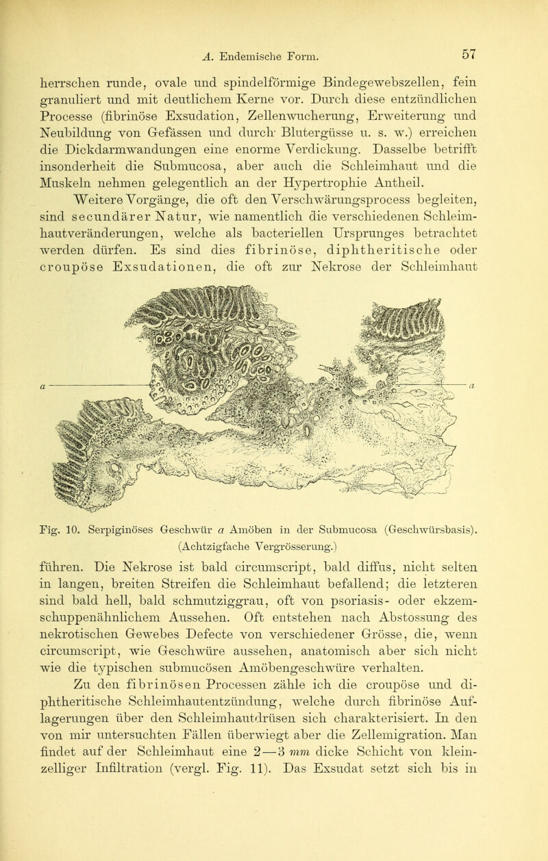 herrschen runde, ovale und spindelförmige Bindegewebszellen, fein granuliert und mit deutlichem Kerne vor. Durch diese entzündlichen Processe (fibrinöse Exsudation, Zellenwucherung, Erweiterung und Neubildung von Gefässen und durch Blutergüsse u. s. w.) erreichen die Dickdarmwandungen eine enorme Verdickung. Dasselbe betrifft insonderheit die Submucosa, aber auch die Schleimhaut und die Muskeln nehmen gelegentlich an der Hypertrophie Antheil. Weitere Vorgänge, die oft den Verschwärungsprocess begleiten, sind secundärer Natur, wie namentlich die verschiedenen Schleim- hautveränderungen, welche als bacteriellen Ursprunges betrachtet werden dürfen. Es sind dies fibrinöse, diphtherische oder croupose Exsudationen, die oft zur Nekrose der Schleimhaut Fig. 10. Serpiginöses Geschwür a Amöben in der Submucosa (Geschwürsbasis). (Achtzigfache Vergrösserung.) führen. Die Nekrose ist bald circumscript, bald diffus, nicht selten in langen, breiten Streifen die Schleimhaut befallend; die letzteren sind bald hell, bald schmutziggrau, oft von psoriasis- oder ekzem- schuppenähnlichem Aussehen. Oft entstehen nach Abstossung des nekrotischen Gewebes Defecte von verschiedener Grösse, die, wenn circumscript, wie Geschwüre aussehen, anatomisch aber sich nicht wie die typischen submucösen Amöbengeschwüre verhalten. Zu den fibrinösen Processen zähle ich die croupöse und di- phtheritische Schleimhautentzündung, welche durch fibrinöse Auf- lagerungen über den Schleimhautdrüsen sich charakterisiert. In den von mir untersuchten Fällen überwiegt aber die Zellemigration. Man findet auf der Schleimhaut eine 2 — 3 mm dicke Schicht von klein- zelliger Infiltration (vergl. Fig. 11). Das Exsudat setzt sich bis in