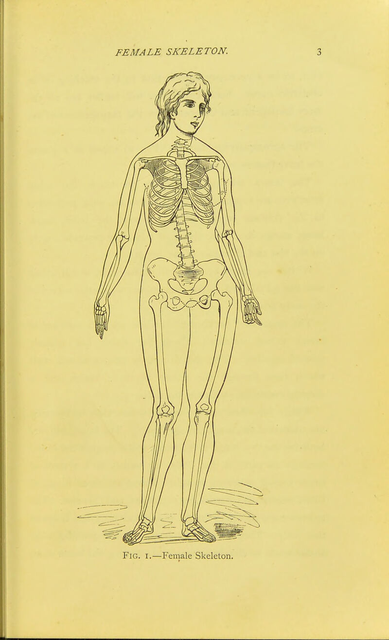 FEMALE SKELETON. Fig. I.—Female Skeleton.