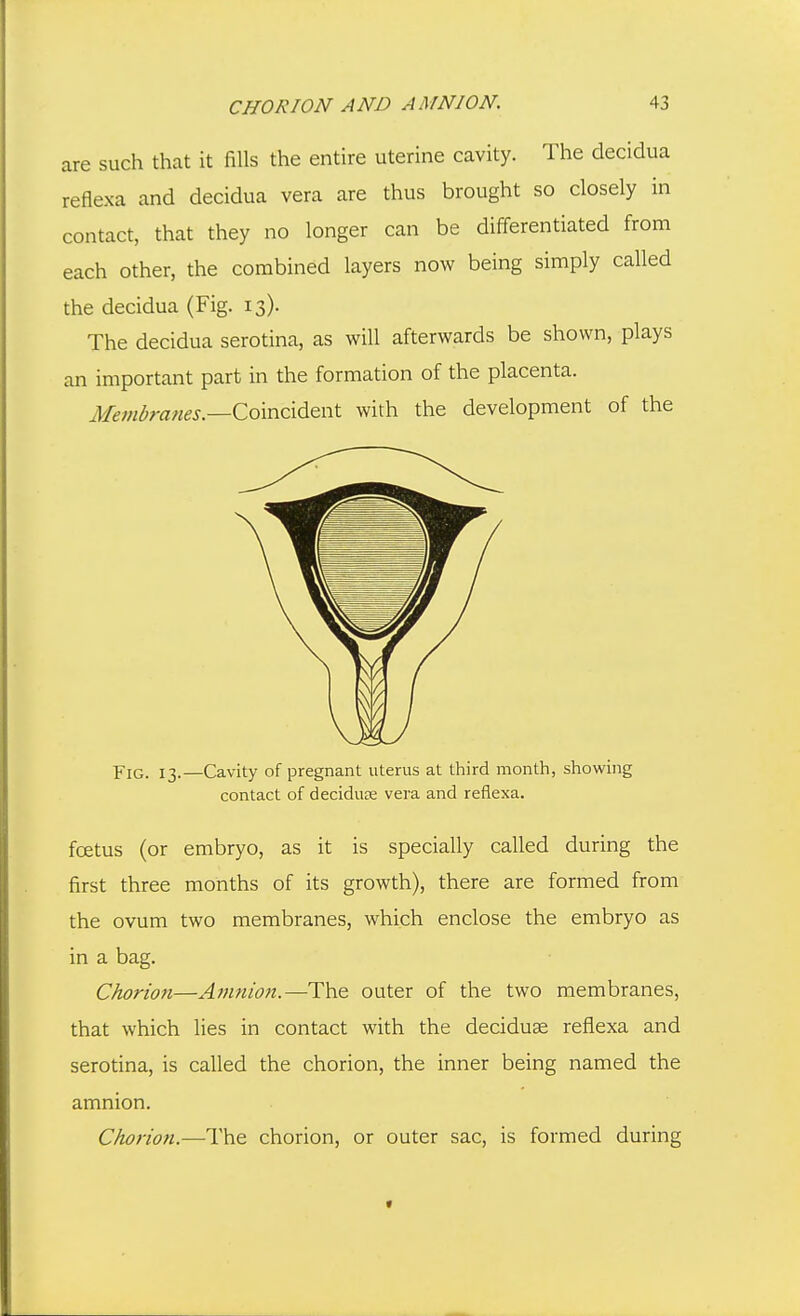 are such that it fills the entire uterine cavity. The decidua reflexa and decidua vera are thus brought so closely in contact, that they no longer can be differentiated from each other, the combined layers now being simply called the decidua (Fig. 13). The decidua serotina, as will afterwards be shown, plays an important part in the formation of the placenta. yl/m^mw^^.—Coincident with the development of the Fig. 13.—Cavity of pregnant uterus at third month, showing contact of decidure vera and reflexa. foetus (or embryo, as it is specially called during the first three months of its growth), there are formed from the ovum two membranes, which enclose the embryo as in a bag. Chorion—Amnion.—The outer of the two membranes, that which Hes in contact with the deciduse reflexa and serotina, is called the chorion, the inner being named the amnion. Chorion.—The chorion, or outer sac, is formed during