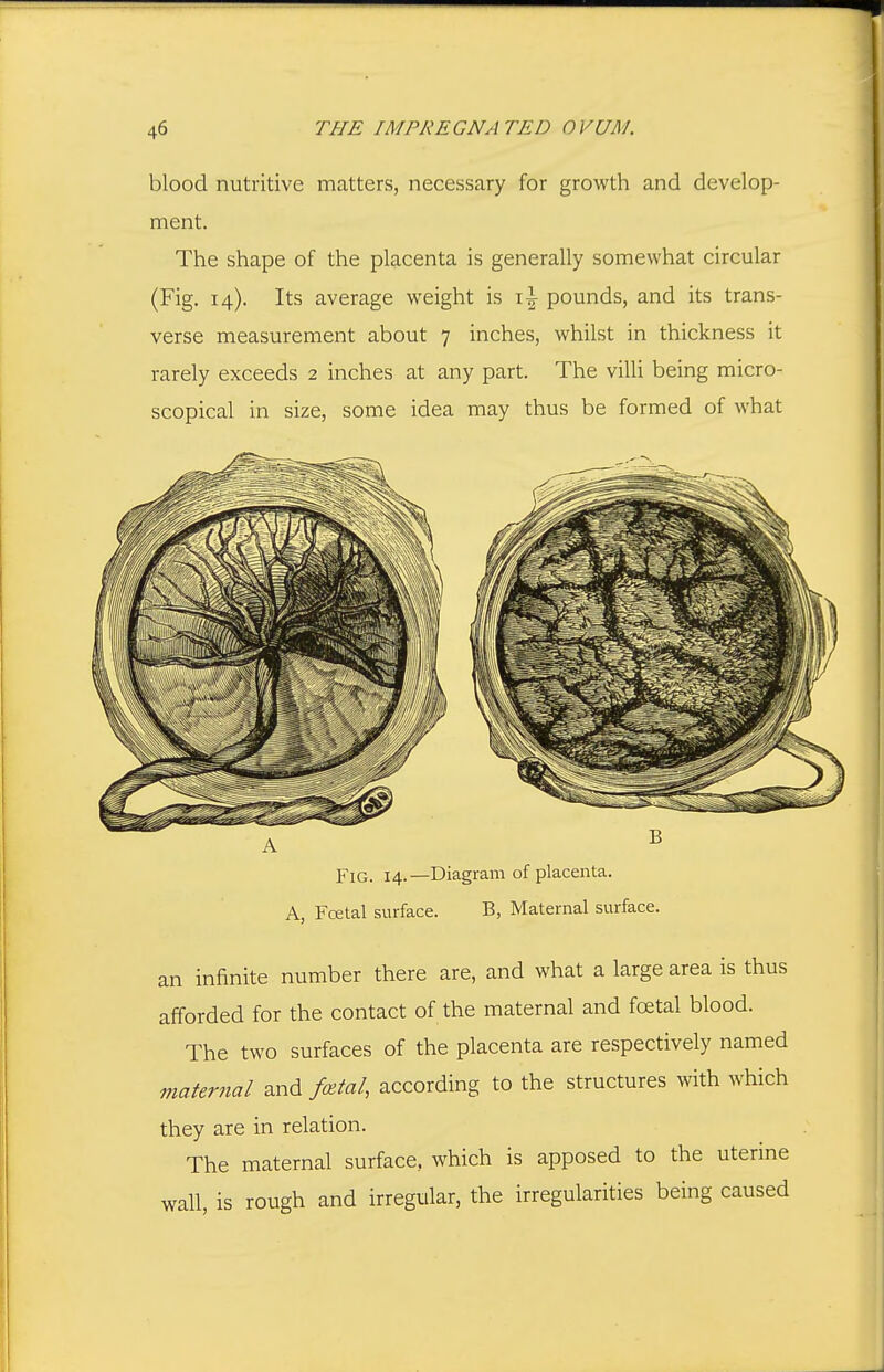 blood nutritive matters, necessary for growth and develop- ment. The shape of the placenta is generally somewhat circular (Fig. 14). Its average weight is pounds, and its trans- verse measurement about 7 inches, whilst in thickness it rarely exceeds 2 inches at any part. The villi being micro- scopical in size, some idea may thus be formed of what Fig. 14.—Diagram of placenta. A, Fcetal surface. B, Maternal surface. an infinite number there are, and what a large area is thus afforded for the contact of the maternal and fcetal blood. The two surfaces of the placenta are respectively named mater7ial and f(ztal, according to the structures with which they are in relation. The maternal surface, which is apposed to the uterine wall, is rough and irregular, the irregularities being caused