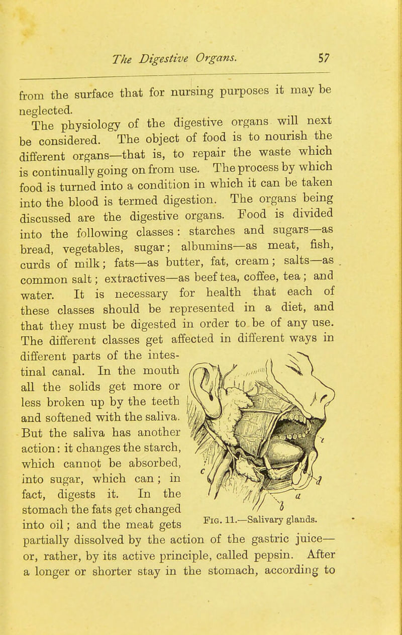 The Digestive Organs. 5; from the surface that for nursing purposes it may be neglected. The physiology of the digestive organs will next be considered. The object of food is to nourish the different organs—that is, to repair the waste which is continually going on from use. The process by which food is turned into a condition in which it can be taken into the blood is termed digestion. The organs being discussed are the digestive organs. Food is divided into the following classes: starches and sugars—as bread, vegetables, sugar; albumins—as meat, fish, curds of milk; fats—as butter, fat, cream; salts—as common salt; extractives—as beef tea, coffee, tea; and water. It is necessary for health that each of these classes should be represented in a diet, and that they must be digested in order to be of any use. The different classes get affected in different ways in different parts of the intes- tinal canal. In the mouth all the solids get more or less broken up by the teeth and softened with the saliva. But the saHva has another action: it changes the starch, which cannot be absorbed, into sugar, which can; in fact, digests it. In the stomach the fats get changed mto oil; and the meat gets H-SaUvary glands, partially dissolved by the action of the gastric juice— or, rather, by its active principle, called pepsin. After a longer or shorter stay in the stomach, according to