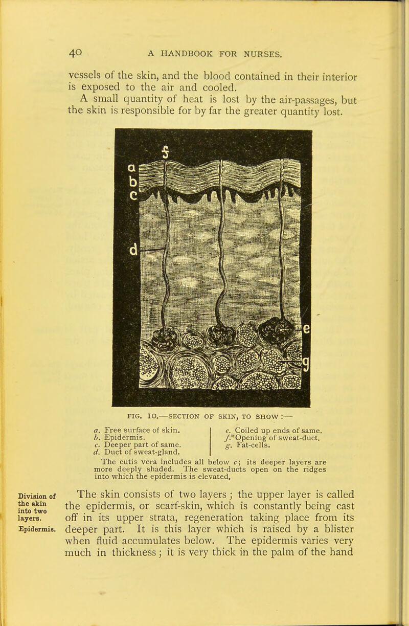 Division of the skin into two layers. Epidermis, vessels of the skin, and the blood contained in their interior is exposed to the air and cooled. A small quantity of heat is lost by the air-passages, but the skin is responsible for by far the greater quantity lost. FIG. 10.—SECTION OF SKIN, TO SHOW : c. Coiled up ends of same. /.Opening of sweat-duct. g. Fat-cells. a. Free surface of skin. h. Epidermis. c. Deeper part of same. (/. Duct of sweat-gland. The cutis vera includes all below c; its deeper layers are more deeply shaded. The sweat-ducts open on the ridges into which the epidermis is elevated. The skin consists of two layers ; the upper layer is called the epidermis, or scarf-skin, which is constantly being cast off in its upper strata, regeneration taking place from its deeper part. It is this layer which is raised by a blister when fluid accumulates below. The epidermis varies very much in thickness; it is very thick in the palm of the hand