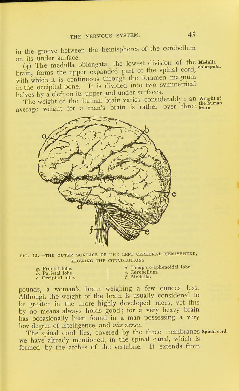 in the groove between the hemispheres of the cerebellum on its under surface. . r .^^ „ (4) The medulla oblongata, the lowest division of the Ma ^_ brain, forms the upper expanded part of the spinal cord, with which it is continuous through the foramen magnum in the occipital bone. It is divided into two symmetrical halves by a cleft on its upper and under surfaces. The weight of the human brain varies considerably ; an WeigMof average weight for a man's brain is rather over three train. FIG. 12. THE OUTER SURFACE OF THE LEFT CEREBRAL HEMISPHERE, SHOWING THE CONVOLUTIONS. a. Frontal lobe. b. Parietal lobe. c. Occipital lobe. d. Temporo-sphenoidal lobe. c. Cerebellum. f. Medulla. pounds, a woman's brain weighing a few ounces less. Although the weight of the brain is usually considered to be greater in the more highly developed races, yet this by no means always holds goodj for a very heavy brain has occasionally been found in a man possessing a very low degree of intelligence, and vice versa. The spinal cord lies, covered by the three membranes Spinal cord, we have already mentioned, in the spinal canal, which is formed by the arches of the vertebrae. It extends from