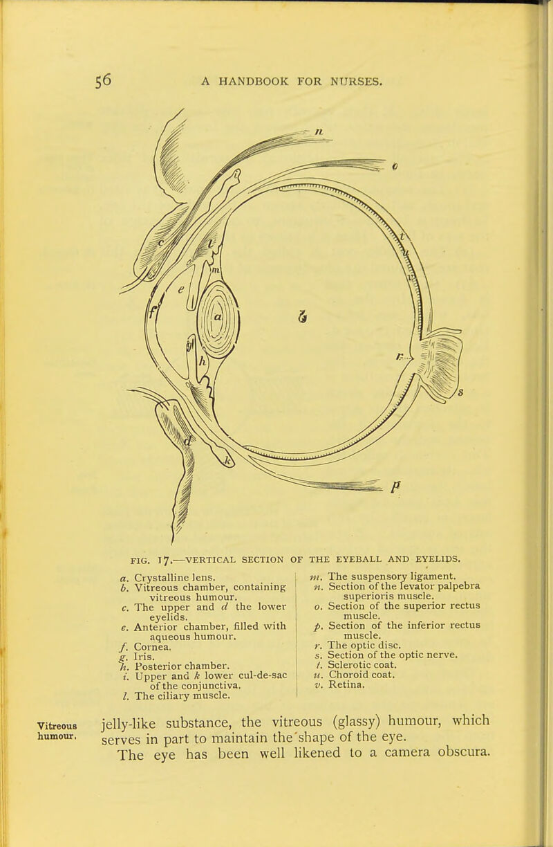 FIG. 17,—VERTICAL SECTION OF THE EYEBALL AND EYELIDS. a. Crystalline lens. b. Vitreous chamber, containing vitreous humour. c. The upper and d the lower eyelids. e. Anterior chamber, filled with aqueous humour. /. Cornea. g. Iris. h. Posterior chamber. i. Upper and k lower cul-de-sac of the conjunctiva. /. The ciliary muscle. The suspensory ligament. Section of the levator palpebra superioris muscle. Section of the superior rectus muscle. Section of the inferior rectus muscle. r. The optic disc, s. Section of the optic nerve. /. Sclerotic coat. %i. Choroid coat. V. Retina. n P- Vitreous humour. jelly-like substance, the vitreous (glassy) humour, which serves in part to maintain the'shape of the eye. The eye has been well likened to a camera obscura.