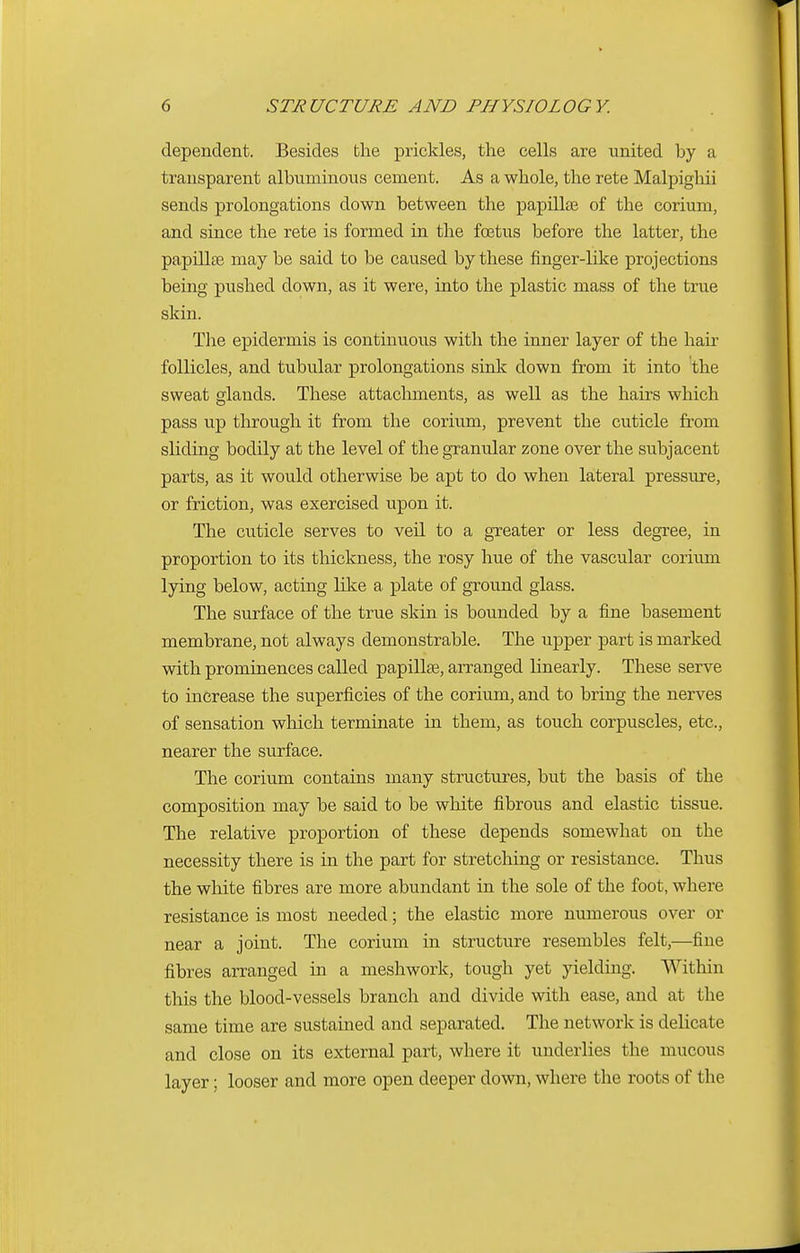 dependent. Besides the prickles, the cells are united by a transparent albuminous cement. As a whole, the rete Malpighii sends prolongations down between the papillae of the corium, and since the rete is formed in the foetus before the latter, the papillae may be said to be caused by these finger-like projections being pushed down, as it were, into the plastic mass of the true skin. The epidermis is continuous with the inner layer of tbe hair follicles, and tubular prolongations sink down from it into the sweat glands. These attachments, as well as the hairs which pass up through it from the corium, prevent the cuticle from sliding bodily at the level of the granular zone over the subjacent parts, as it would otherwise be apt to do when lateral pressure, or friction, was exercised upon it. The cuticle serves to veil to a greater or less degree, in proportion to its thickness, the rosy hue of the vascular corium lying below, acting like a plate of ground glass. The surface of the true skin is bounded by a fine basement membrane, not always demonstrable. The upper part is marked with prominences called papillae, arranged linearly. These serve to increase the superficies of the corium, and to bring the nerves of sensation which terminate in them, as touch corpuscles, etc., nearer the surface. The corium contains many structures, but the basis of the composition may be said to be white fibrous and elastic tissue. The relative proportion of these depends somewhat on the necessity there is in the part for stretching or resistance. Thus the white fibres are more abundant in the sole of the foot, where resistance is most needed; the elastic more numerous over or near a joint. The corium in structure resembles felt,—fine fibres arranged in a meshwork, tough yet yielding. Within this the blood-vessels branch and divide with ease, and at the same time are sustained and separated. The network is delicate and close on its external part, where it underlies the mucous layer; looser and more open deeper down, where the roots of the