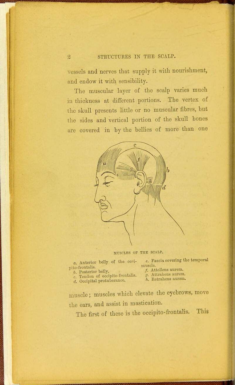 STRUCTURES IN THE SCALP. vessels and nerves that supply it with nourishment, and endow it with sensibility. The muscular layer of the scalp varies much in thickness at different portions. The vertex of the skull presents little or no muscular fibres, but the sides and vertical portion of the skull bones are covered in by the bellies of more than one muscle ; muscles which elevate the eyebrows, move the ears, and assist in mastication. The first of these is the occipito-frontalis. This