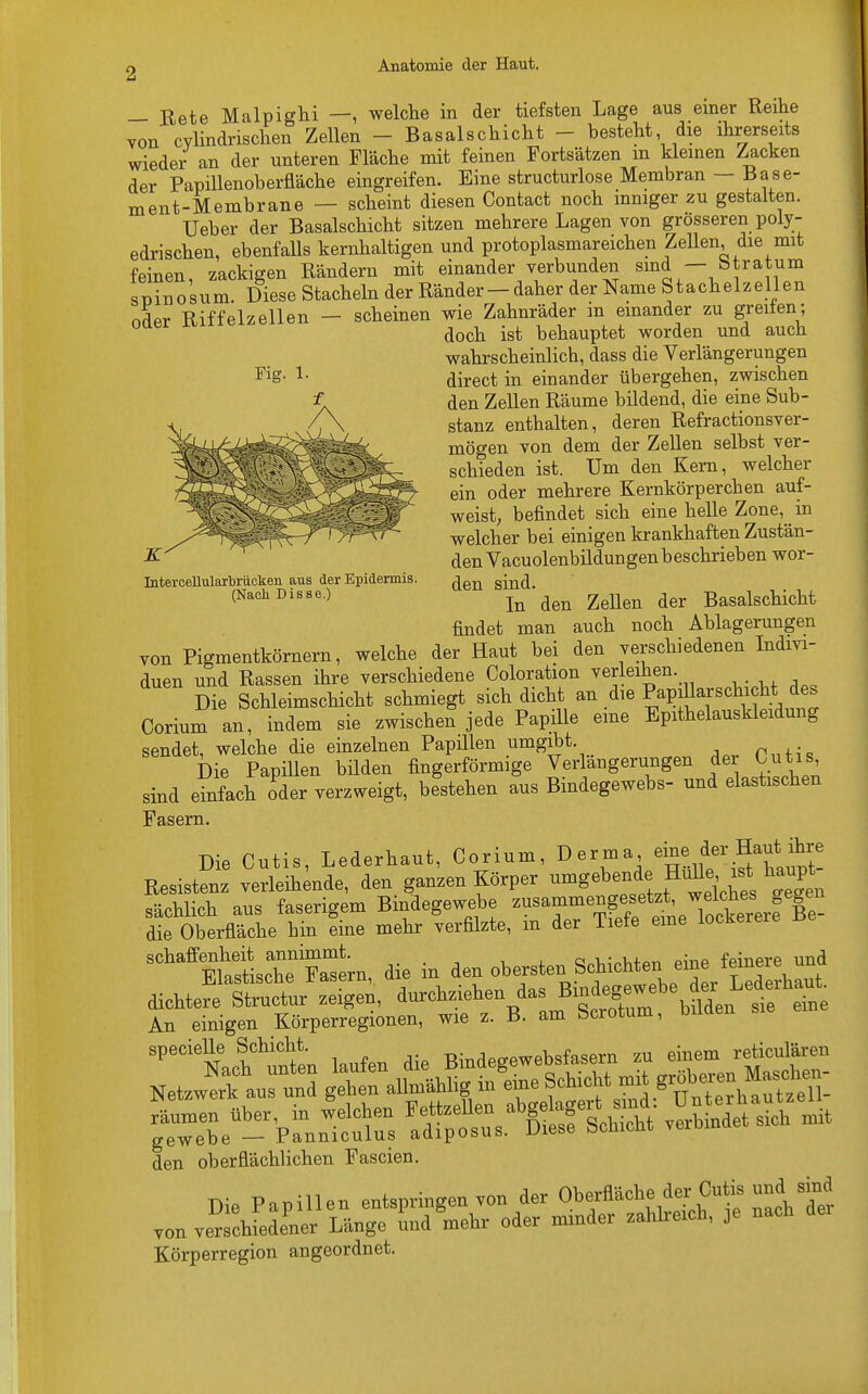 — Rete Malpighi —, welche in der tiefsten Lage aus einer Reihe von cylindrischen Zellen - Basalschicht - besteht die ihrerseits wieder an der unteren Fläche mit feinen Portsätzen m kleinen Zacken der Papillenoberfläche eingreifen. Eine structurlose Membran — Base- ment-Membrane — scheint diesen Contact noch inniger zu gestalten. Ueber der Basalschicht sitzen mehrere Lagen von grosseren poiy- edrischen, ebenfalls kernhaltigen und protoplasmareichen Zellen, die mit feinen, zackigen Rändern mit einander verbunden sind — btratum sninosum. Diese Stacheln der Ränder- daher der Name Stachelzellen oder Riffelzellen - scheinen wie Zahnräder in einander zu greiten; doch ist behauptet worden und auch wahrscheinlicb, dass die Verlängerungen direct in einander übergehen, zwischen den Zellen Räume bildend, die eine Sub- stanz enthalten, deren Refractionsver- mögen von dem der Zellen selbst ver- schieden ist. Um den Kern, welcher ein oder mehrere Kernkörperchen auf- weist, befindet sich eine helle Zone,^ in welcher bei einigen krankhaften Zustän- den Vacuolenbildungenbeschrieben wor- Intercellularbrücken aus der Epidermis. (jen suld. (NaßhDi88e) ln den Zellen der Basalschicht findet man auch noch Ablagerungen von Pigmentkörnern, welche der Haut bei den verschiedenen Indivi- duen und Rassen ihre verschiedene Coloration verleihen. Die Schleimschicht schmiegt sich dicht an die Pap Jarschicht des Corium an, indem sie zwischen jede Papille eine Epithelauskleidung sendet, welche die einzelnen Papillen umgibt Die Papillen bilden fingerförmige Verlängerungen dr Cutis sind einfach oder verzweigt, bestehen aus Bindegewebs- und elastischen Fasern. Die Cutis, Lederhaut, Corium, Derma ^! der ^ut to Resistenz verleihende, den ganzen Körper umgebende HuUe ist haupt sächlich aus faserigem Bindegewebe zusammen^etzt ^ ere Be- die Oberfläche hin eine mehr verfilzte, m der Tiefe eine lockereie schaffenheit annimmt. . fp;1ipre und Elastische Fasern, die in den obersteu Schichten^eine dichtere Structur zeigen, durchziehen das Bmde^ebe d« L^eih^t An einigen Körperregionen, wie z. B. am Scrotum, bilden den oberflächlichen Fascien. Die Papillen entspringen von der Oberfläche der Cutis und von versehiedener Lange und mehr oder mmder zahheich, je Körperregion angeordnet.