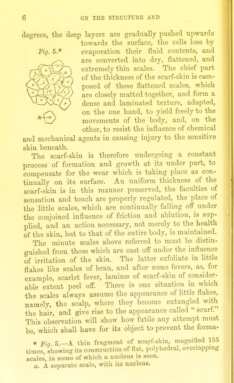 degrees, the deep layers are gradually pushed upwards towards the surface, the cells lose by Fig. 5.* evaporation their fluid contents, and are converted into dry, flattened, and r-jZ7-pZ^\ extremely thin scales. The chief part y^^f^A^f) of tbe thickness of the scarf-skin is cora- C£y.<5 [yp-^ posed of these flattened scales, which \ij3i°/^yV are closely matted together, and form a ^-IaX-'/^) dense and laminated texture, adapted, on the one hand, to yield freely to the <XrXZ/ movements of the body, and, on the other, to resist the influence of chemical and mechanical agents in causing injury to the sensitive skin beneath. The scarf-skin is therefore undergoing a constant process of formation and growth at its under part, to compensate for the wear which is taking place as con- tinually on its surface. An uniform thickness of the scarf-skin is in this manner preserved, the faculties of sensation and touch are properly regulated, the place of the little scales, which are continually falling off under the conjoined influence of friction and ablution, is sup- plied, and an action necessary, not merely to the health of the skin, but to that of the entire body, is maintained. The minute scales above referred to must be distin- guished from those which are cast off under the influence of irritation of the skin. The latter exfoliate in little flakes like scales of bran, and after some fevers, as; for example, scarlet fever, laminae of scarf-skin of consider- able extent peel off. There is one situation in which the scales always assume the appearance of little flakes, namely, the scalp, where they become entangled with the hair, and give rise to the appearance called  scurf. This observation will show how futile any attempt must be, which shall have for its object to prevent the forma- * Fia 5 _A thin fragment of scarf-skin, magnified 155 times, showing its construction of flat, polyhedral, overlapping scales', in some of which a nucleus is seen. a. A separate scale, with its nucleus.