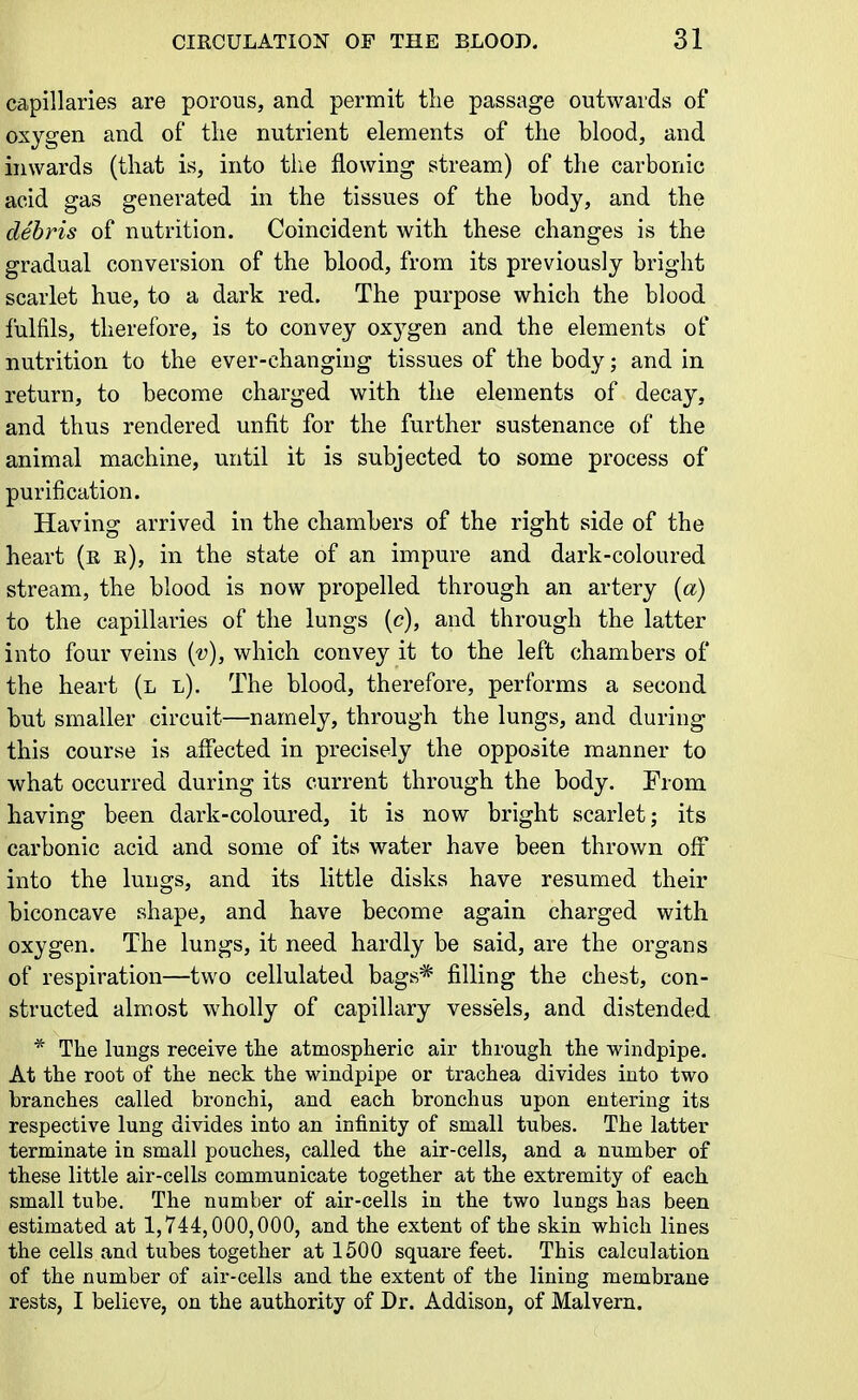 capillaries are porous, and permit the passage outwards of oxygen and of the nutrient elements of the blood, and inwards (that is, into the flowing stream) of the carbonic acid gas generated in the tissues of the body, and the debris of nutrition. Coincident with these changes is the gradual conversion of the blood, from its previously bright scarlet hue, to a dark red. The purpose which the blood fulfils, therefore, is to convey oxygen and the elements of nutrition to the ever-changing tissues of the body; and in return, to become charged with the elements of decay, and thus rendered unfit for the further sustenance of the animal machine, until it is subjected to some process of purification. Having arrived in the chambers of the right side of the heart (e e), in the state of an impure and dark-coloured stream, the blood is now propelled through an artery {a) to the capillaries of the lungs (c), and through the latter into four veins [v), which convey it to the left chambers of the heart (l l). The blood, therefore, performs a second but smaller circuit—namely, through the lungs, and during this course is affected in precisely the opposite manner to what occurred during its current through the body. From having been dark-coloured, it is now bright scarlet; its carbonic acid and some of its water have been thrown off into the lungs, and its little disks have resumed their biconcave shape, and have become again charged with oxygen. The lungs, it need hardly be said, are the organs of respiration—two cellulated bags* filling the chest, con- structed almost wholly of capillary vessels, and distended * The lungs receive the atmospheric air through the windpipe. At the root of the neck the windpipe or trachea divides into two branches called bronchi, and each bronchus upon entering its respective lung divides into an infinity of small tubes. The latter terminate in small pouches, called the air-cells, and a number of these little air-cells communicate together at the extremity of each small tube. The number of air-cells in the two lungs has been estimated at 1,744,000,000, and the extent of the skin which lines the cells and tubes together at 1500 square feet. This calculation of the number of air-cells and the extent of the lining membrane rests, I believe, on the authority of Dr. Addison, of Malvern.