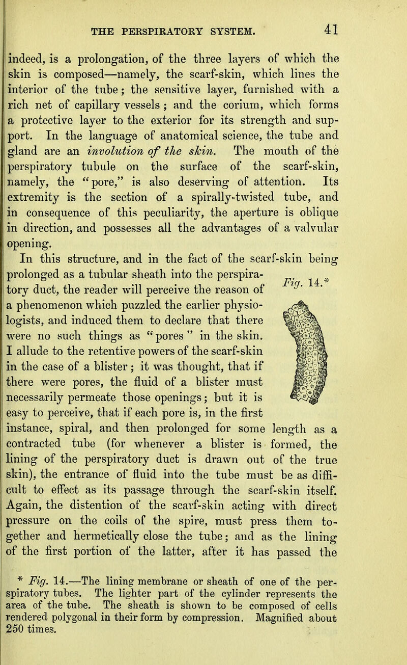 I indeed, is a prolongation, of the three layers of which the iskin is composed—namely, the scarf-skin, which lines the interior of the tube; the sensitive layer, furnished with a I rich net of capillary vessels ; and the corium, which forms ! a protective layer to the exterior for its strength and sup- port. In the language of anatomical science, the tube and gland are an involution of the sTcin. The mouth of the perspiratory tubule on the surface of the scarf-skin, namely, the pore, is also deserving of attention. Its extremity is the section of a spirally-twisted tube, and in consequence of this peculiarity, the aperture is oblique in direction, and possesses all the advantages of a valvular opening. In this structure, and in the fact of the scarf-skin being prolonged as a tubular sheath into the perspira- tory duct, the reader will perceive the reason of a phenomenon which puzzled the earlier physio- logists, and induced them to declare that there were no such things as  pores  in the skin. I allude to the retentive powers of the scarf-skin in the case of a blister; it was thought, that if there were pores, the fluid of a blister must necessarily permeate those openings; but it is easy to perceive, that if each pore is, in the first instance, spiral, and then prolonged for some length as a contracted tube (for whenever a blister is formed, the lining of the perspiratory duct is drawn out of the true skin), the entrance of fluid into the tube must be as diffi- cult to effect as its passage through the scarf-skin itself. Again, the distention of the scarf-skin acting with direct pressure on the coils of the spire, must press them to- gether and hermetically close the tube; and as the lining of the first portion of the latter, after it has passed the * Fig. 14.—The lining membrane or sheath of one of the per- spiratory tubes. The lighter part of the cylinder represents the area of the tube. The sheath is shown to be composed of cells rendered polygonal in their form by compression. Magnified about 250 times.