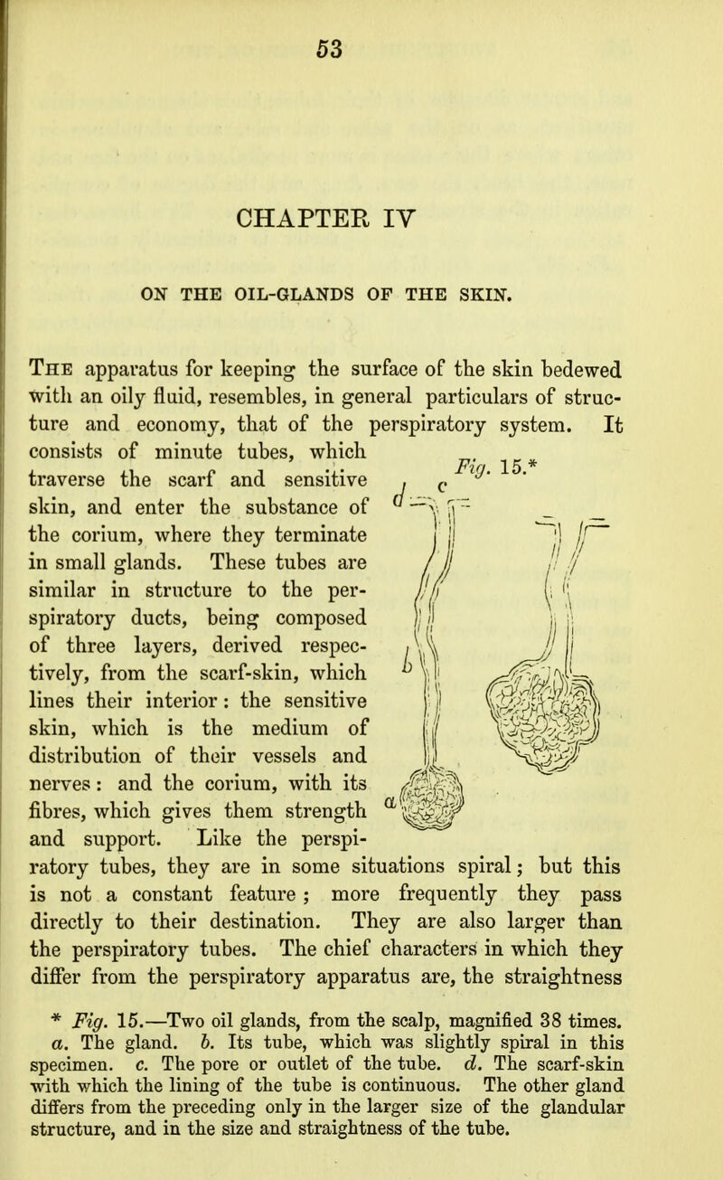 CHAPTER lY ON THE OIL-GLANDS OF THE SKIN. Fig. 15.' The apparatus for keeping the surface of the skin bedewed with an oily fluid, resembles, in general particulars of struc- ture and economy, that of the perspiratory system. It consists of minute tubes, which traverse the scarf and sensitive skin, and enter the substance of the corium, where they terminate in small glands. These tubes are similar in structure to the per- spiratory ducts, being composed of three layers, derived respec- tively, from the scarf-skin, which lines their interior: the sensitive skin, which is the medium of distribution of their vessels and nerves : and the corium, with its fibres, which gives them strength ^ and support. Like the perspi- ratory tubes, they are in some situations spiral; but this is not a constant feature ; more frequently they pass directly to their destination. They are also larger than the perspiratory tubes. The chief characters in which they differ from the perspiratory apparatus are, the straightness * Fig. 15.—Two oil glands, from the scalp, magnified 38 times. a. The gland, h. Its tube, which was slightly spiral in this specimen, c. The pore or outlet of the tube. d. The scarf-skin ■with which the lining of the tube is continuous. The other gland differs from the preceding only in the larger size of the glandular structure, and in the size and straightness of the tube.