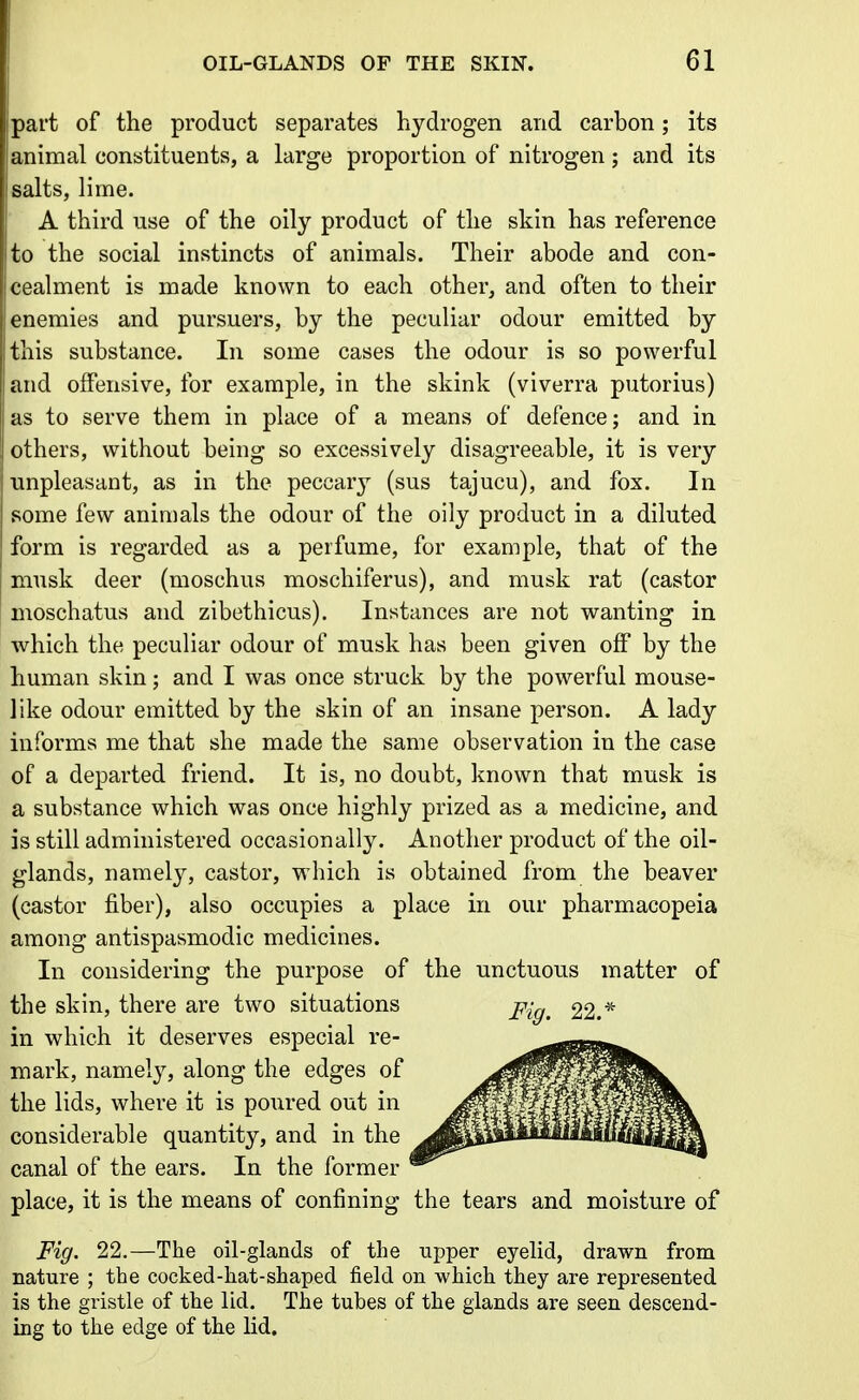 part of the product separates hydrogen and carhon; its animal constituents, a large proportion of nitrogen; and its salts, lime. A third use of the oily product of the skin has reference to the social instincts of animals. Their abode and con- cealment is made known to each other, and often to their enemies and pursuers, by the peculiar odour emitted by this substance. In some cases the odour is so powerful and offensive, for example, in the skink (viverra putorius) as to serve them in place of a means of defence; and in others, without being so excessively disagreeable, it is very unpleasant, as in the peccary (sus tajucu), and fox. In some few animals the odour of the oily product in a diluted form is regarded as a perfume, for example, that of the musk deer (moschus moschiferus), and musk rat (castor moschatus and zibethicus). Instances are not wanting in which the peculiar odour of musk has been given off by the human skin; and I was once struck by the powerful mouse- like odour emitted by the skin of an insane person. A lady informs me that she made the same observation in the case of a departed friend. It is, no doubt, known that musk is a substance which was once highly prized as a medicine, and is still administered occasionally. Another product of the oil- glands, namely, castor, which is obtained from the beaver (castor fiber), also occupies a place in our pharmacopeia among antispasmodic medicines. In considering the purpose of the unctuous matter of the skin, there are two situations pig^ 22.* in which it deserves especial re- mark, namely, along the edges of the lids, where it is poured out in considerable quantity, and in the canal of the ears. In the former place, it is the means of confining the tears and moisture of Fig. 22.—The oil-glands of the upper eyelid, drawn from nature ; the cocked-hat-shaped field on which they are represented is the gristle of the lid. The tubes of the glands are seen descend- ing to the edge of the lid.