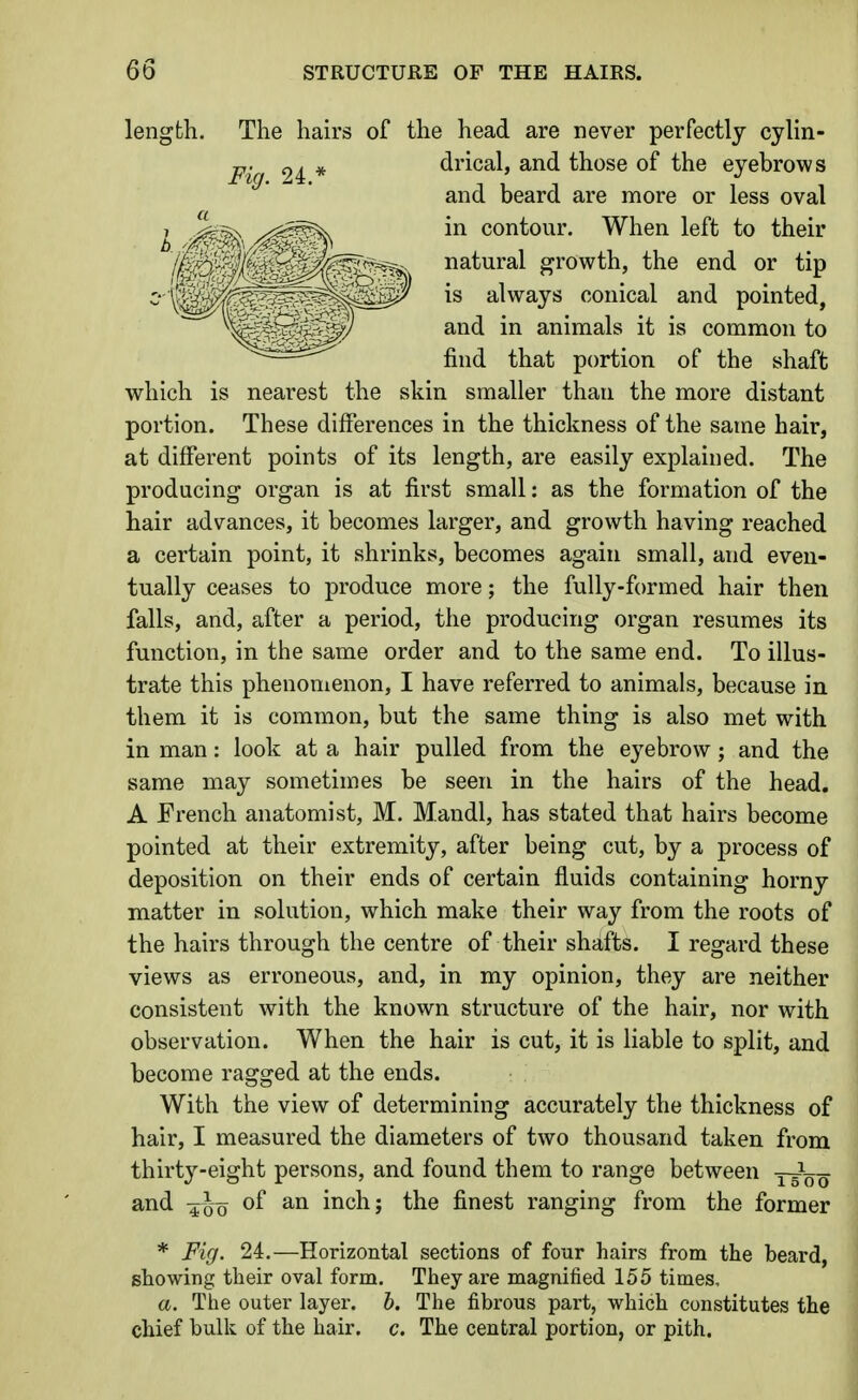 length. The hairs of the head are never perfectly cylin- ^^:f, drical, and those of the eyebrows and beard are more or less oval w^hich is nearest the skin smaller than the more distant portion. These differences in the thickness of the same hair, at different points of its length, are easily explained. The producing organ is at first small: as the formation of the hair advances, it becomes larger, and growth having reached a certain point, it shrinks, becomes again small, and even- tually ceases to produce more; the fully-formed hair then falls, and, after a period, the producing organ resumes its function, in the same order and to the same end. To illus- trate this phenomenon, I have referred to animals, because in them it is common, but the same thing is also met with in man: look at a hair pulled from the eyebrow; and the same may sometimes be seen in the hairs of the head. A French anatomist, M. Mandl, has stated that hairs become pointed at their extremity, after being cut, by a process of deposition on their ends of certain fluids containing horny matter in solution, which make their way from the roots of the hairs through the centre of their shafts. I regard these views as erroneous, and, in my opinion, they are neither consistent with the known structure of the hair, nor with observation. When the hair is cut, it is liable to split, and become ragged at the ends. With the view of determining accurately the thickness of hair, I measured the diameters of two thousand taken from thirty-eight persons, and found them to range between yfVo and of an inch; the finest ranging from the former * Fig. 24.—Horizontal sections of four hairs from the beard, showing their oval form. They are magnified 155 times, a. The outer layer, h. The fibrous part, which constitutes the chief bulk of the hair. c. The central portion, or pith. a in contour. When left to their natural growth, the end or tip is always conical and pointed, and in animals it is common to