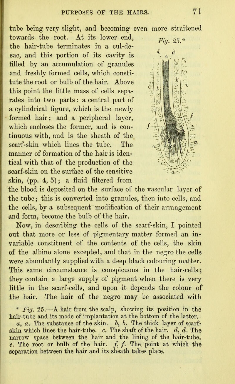 tube being very slight, and becoming even more straitened towards the root. At its lower end, the hair-tube terminates in a cul-de- sac, and this portion of its cavity is filled by an accumulation of granules and freshly formed cells, which consti- tute the root or bulb of the hair. Above this point the little mass of cells sepa- rates into two parts: a central part of a cylindrical figure, which is the newly formed hair; and a peripheral layer, which encloses the former, and is con- tinuous with, and is the sheath of the scarf-skin which lines the tube. The manner of formation of the hair is iden- tical with that of the production of the scarf-skin on the surface of the sensitive skin, (pp. 4, 5); a fluid filtered from the blood is deposited on the surface of the vascular layer of the tube; this is converted into granules, then into cells, and the cells, by a subsequent modification of their arrangement and form, become the bulb of the hair. Now, in describing the cells of the scarf-skin, I pointed out that more or less of pigmentary matter formed an in- variable constituent of the contents of the cells, the skin, of the albino alone excepted, and that m the negro the cells were abundantly supplied with a deep black colouring matter. This same circumstance is conspicuous in the hair-cells; they contain a large supply of pigment when there is very little in the scarf-cells, and upon it depends the colour of the hair. The hair of the negro may be associated with * Fig. 25.—A hair from the scalp, showing its position in the hair-tube and its mode of implantation at the bottom of the latter. a, a. The substance of the skin, 6, h. The thick layer of scarf- skin which lines the hair-tube. c. The shaft of the hair, d, d. The narrow space between the hair and the lining of the hair-tube. 6. The root or bulb of the hair. /, /. The point at which the separation between the hair and its sheath takes place.