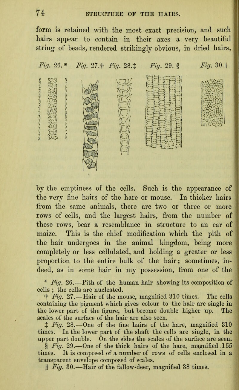 form is retained with the most exact precision, and such hairs appear to contain in their axes a very beautiful string of beads, rendered strikingly obvious, in dried hairs, Fig. 26.* Fig. 27.t Fig. 28.t Fig. 29. § Fig. 30. || by the emptiness of the cells. Such is the appearance of the very fine hairs of the hare or mouse. In thicker hairs from the same animals, there are two or three or more rows of cells, and the largest hairs, from the number of these rows, bear a resemblance in structure to an ear of maize. This is the chief modification which the pith of the hair undergoes in the animal kingdom, being more completely or less cellulated, and holding a greater or less proportion to the entire bulk of the hair; sometimes, in- deed, as in some hair in my possession, from one of the * Fig. 26.—Pith of the human hair showing its composition of cells ; the cells are nucleated. + Fig. 27.—Hair of the mouse, magnified 310 times. The cells: containing the pigment which gives colour to the hair are single in the lower part of the figure, but become double higher up. The scales of the surface of the hair are also seen. X Fig. 28.—One of the fine hairs of the hare, magnified 310 times. In the lower part of the shaft the cells are single, in the upper part double. On the sides the scales of the surface are seen. § Fig. 29.—One of the thick hairs of the hare, magnified 155 times. It is composed of a number of rows of cells enclosed in a transparent envelope composed of scales, II Fig. 30.—Hair of the fallow-deer, magnified 38 times.