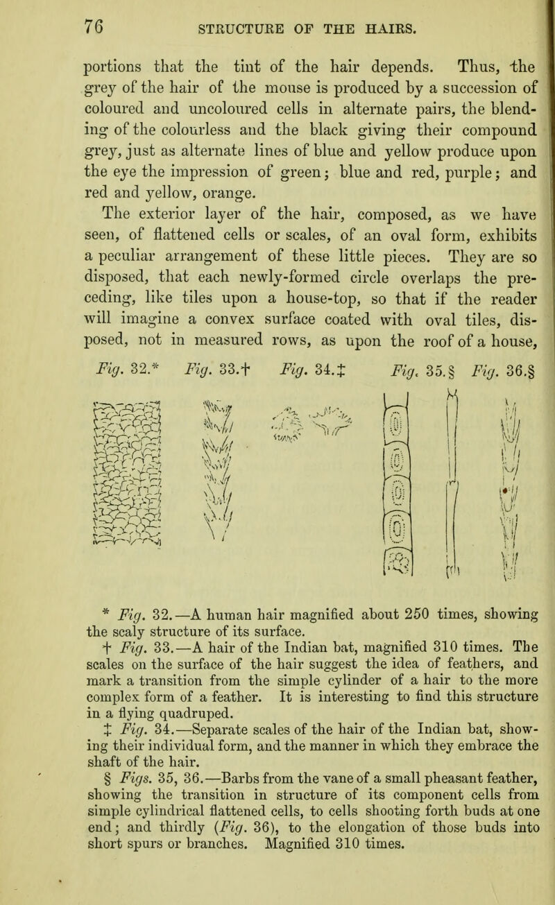 portions that the tint of the hair depends. Thus, -the grey of the hair of the mouse is produced by a succession of coloured and uncoloured cells in alternate pairs, the blend- ing of the colourless and the black giving their compound grey, just as alternate lines of blue and yellow produce upon the eye the impression of green; blue and red, purple; and red and yellow, orange. The exterior layer of the hair, composed, as we have seen, of flattened cells or scales, of an oval form, exhibits a peculiar arrangement of these little pieces. They are so disposed, that each newly-formed circle overlaps the pre- ceding, like tiles upon a house-top, so that if the reader will imagine a convex surface coated with oval tiles, dis- posed, not in measured rows, as upon the roof of a house, Fig. 32.* Fig. 33.t Fig. 34. J Fig. 35. § Fig. 36.§ * Fig. 32.—A human hair magnified about 250 times, showing the scaly structure of its surface. t Fig. 33,—A hair of the Indian bat, magnified 310 times. The scales on the surface of the hair suggest the idea of feathers, and mark a transition from the simple cylinder of a hair to the more complex form of a feather. It is interesting to find this structure in a flying quadruped. X Fig. 34.—Separate scales of the hair of the Indian bat, show- ing their individual form, and the manner in which they embrace the shaft of the hair. § Figs. 35, 36.—Barbs from the vane of a small pheasant feather, showing the transition in structure of its component cells from simple cylindrical flattened cells, to cells shooting forth buds at one end; and thirdly {Fig. 36), to the elongation of those buds into short spurs or branches. Magnified 310 times.
