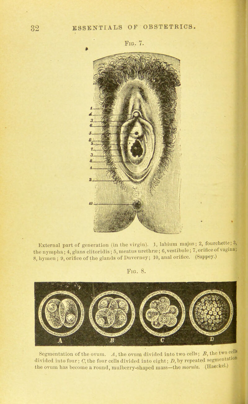 Fig. 7. » External part of generation (in the virgin). 1, labium raajus; 2, fourchette; | thenympha; 4, glansclitoridis ; 5, meatus urethra; 6, vestibule; 7, orifice of vaginal 8, Iryinen ; 9, orifice of the glands of Duverney; 10, anal orifice. (Sappey.) Fig. 8. divided into four; C,the four cells divided into eight; A by repeated segments the ovum has become a round, mulberry-shaped mass—the morula. (Haeckel.J