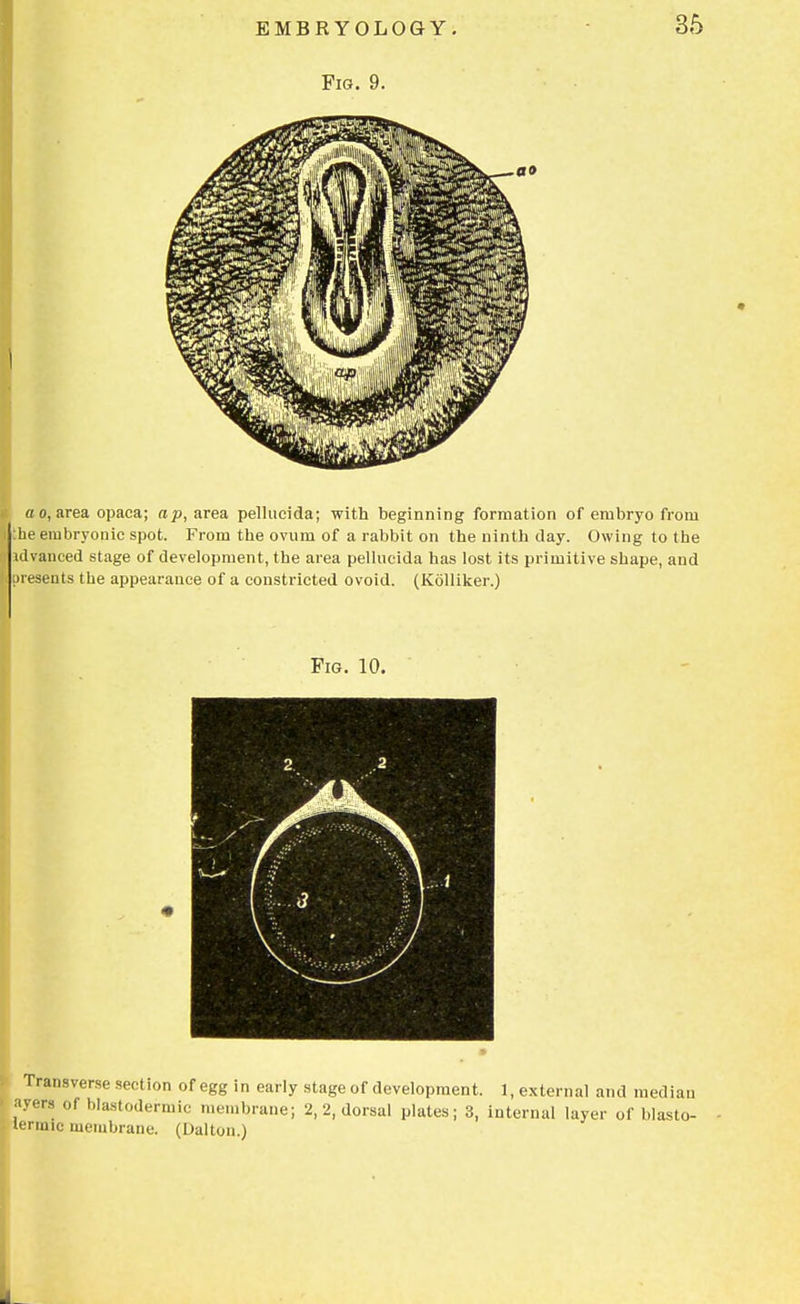 a o, area opaca; ap, area pellucida; with beginning formation of embryo from :he embryonic spot. From the ovum of a rabbit on the ninth day. Owing to the idvanced stage of development, the area pellucida has lost its primitive shape, and presents the appearance of a constricted ovoid. (Kolliker.) Fig. 10. Transverse section of egg in early stage of development. 1, external and median ayera of blastodermic membrane; 2, 2, dorsal plates; 3, internal layer of blasto- termic membrane. (Dalton.)