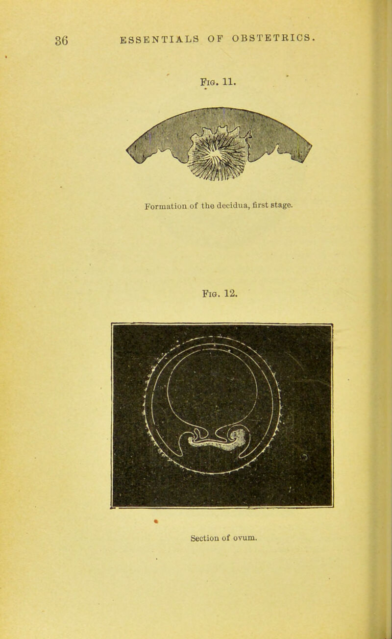 Fig. 11. Formation of the decidua, first Btage. Fig. 12. Section of ovum.