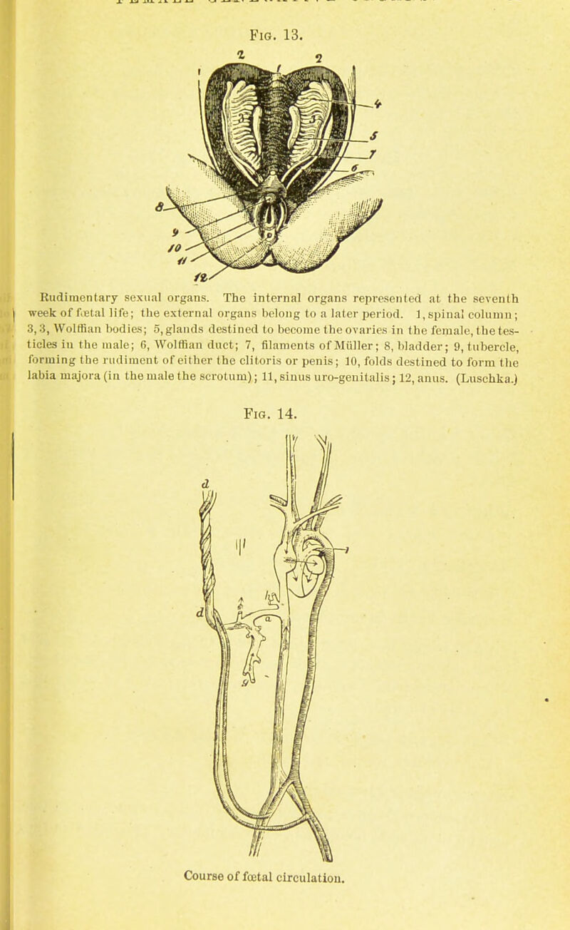 Rudimentary sexual organs. The internal organs represented at the seventh week of foetal life; the external organs belong to a later period. 1, spinal column; 3,3, Wolffian bodies; 5, glands destined to become the ovaries in the female, the tes- ticles in the male; 6, Wolffian duct; 7, filaments ofMuller; 8, bladder; 9, tubercle, forming the rudiment of either the clitoris or penis; 10, folds destined to form the labia inajora (in the male the scrotum); 11, sinus uro-geuitalis; 12, anus. (Luschka.) Fig. 14. Course of fcetal circulation.