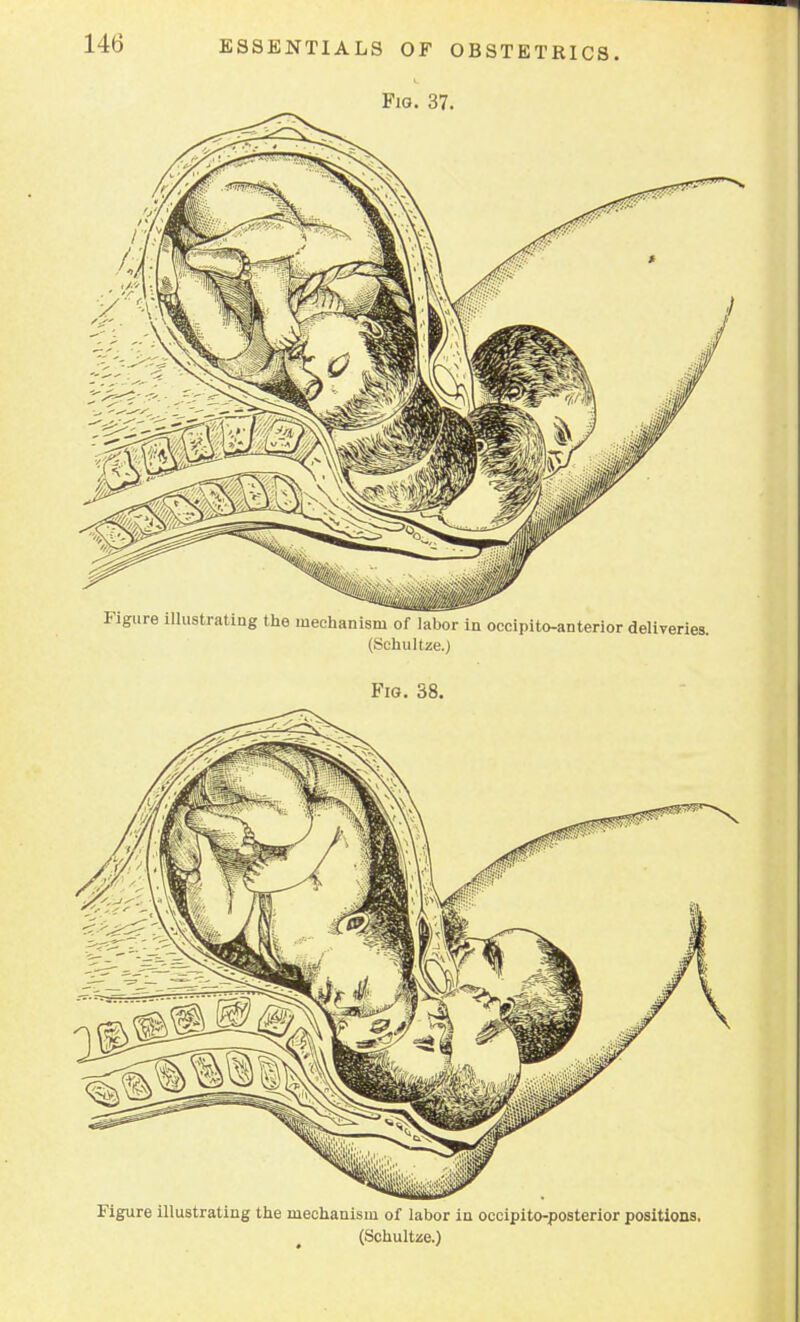 Fig. 37. Figure illustrating the mechanism of labor in occipitoanterior deliveries. (Schultze.) Fig. 38. Figure illustrating the mechanism of labor in occipito-posterior positions. (Schultze.)