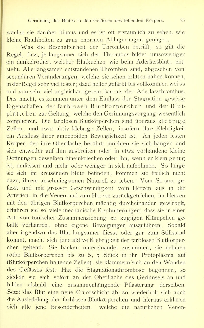 wächst sie darüber hinaus und es ist oft erstaunhch zu sehen, wie kleine Rauhheiten zu ganz enormen Ablagerungen genügen. Was die Beschaffenheit der Thromben betrifft, so gilt die Regel, dass, je langsamer sich der Thrombus bildet, umsoweniger ein dunkelrother, weicher Blutkuchen wie beim Aderlassblut , ent- steht. Alle langsamer entstandenen Thromben sind, abgesehen von secundären Veränderungen, welche sie schon erlitten haben können, in der Regel sehr viel fester; dazu heller gefärbt bis vollkommen weiss und von sehr viel ungleichartigerem Bau als der Aderlassthrombus. Das macht, es kommen unter dem Einfluss der Stagnation gewisse Eigenschaften der farblosen Blutkörperchen und der Blut- plättchen zur Geltung, welche den Gerinnungsvorgang wesentlich compliciren. Die farblosen Blutkörperchen sind überaus klebrige Zellen, und zwar aktiv klebrige Zellen, insofern ihre Klebrigkeit ein Ausfluss ihrer amoeboiden Beweglichkeit ist. An jeden festen Körper, der ihre Oberfläche berührt, möchten sie sich hängen und sich entweder auf ihm ausbreiten oder in etwa vorhandene kleine Oeffnungen desselben hineinkriechen oder ihn, wenn er klein genug ist, umfassen und mehr oder weniger in sich aufnehmen. So lange sie sich im kreisenden Blute befinden, kommen sie freilich nicht dazu, ihrem anschmiegsamen Naturell zu leben. Vom Strome ge- fasst und mit grosser Geschwindigkeit vom Herzen aus in die Arterien, in die Venen und zum Herzen zurückgetrieben, im Herzen mit den übrigen Blutkörperchen mächtig durcheinander gewirbelt, erfahren sie so viele mechanische Erschütterungen, dass sie in einer Art von tonischer Zusammenziehung zu kugligen Klümpchen ge- ballt verharren, ohne eigene Bewegungen auszuführen. Sobald aber irgendwo das Blut langsamer fliesst oder gar zum Stillstand kommt, macht sich jene aktive Klebrigkeit der farblosen Blutkörper- chen geltend. Sie backen untereinander zusammen, sie nehmen rothe Blutkörperchen bis zu 6, 7 Stück in ihr Protoplasma auf (Blutkörperchen haltende Zellen), sie klammern sich an den Wänden des Gefässes fest. Hat die Stagnationsthrombose begonnen, so siedeln sie sich sofort an der Oberfläche des Gerinnsels an und bilden alsbald eine zusammenhängende Pflasterung derselben. Setzt das Blut eine neue Cruorschicht ab, so wiederholt sich auch die Ansiedelung der farblosen Blutkörperchen und hieraus erklären sich alle jene Besonderheiten, welche die natürlichen Venen-
