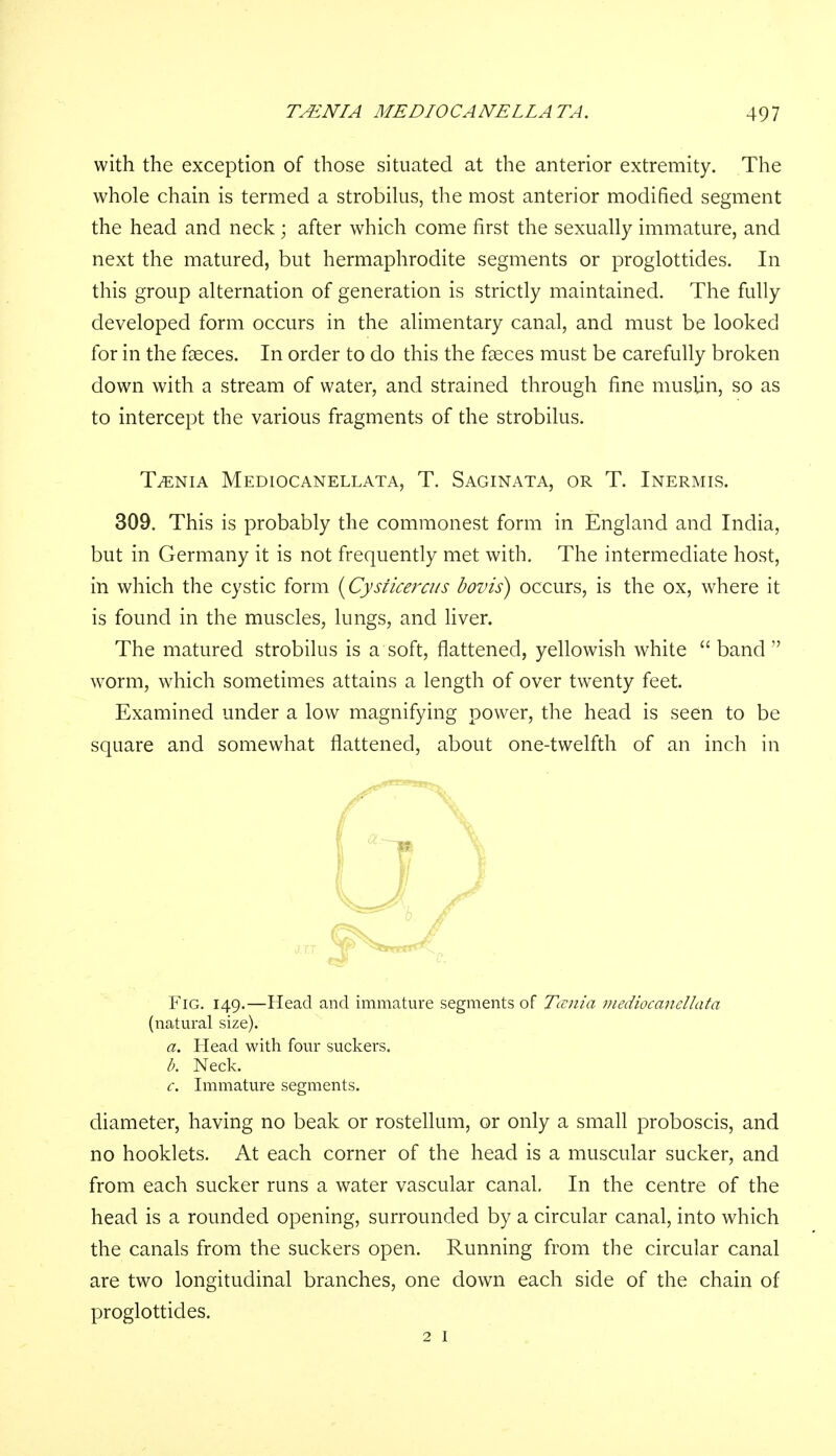 with the exception of those situated at the anterior extremity. The whole chain is termed a strobilus, the most anterior modified segment the head and neck; after which come first the sexually immature, and next the matured, but hermaphrodite segments or proglottides. In this group alternation of generation is strictly maintained. The fully developed form occurs in the alimentary canal, and must be looked for in the faeces. In order to do this the faeces must be carefully broken down with a stream of water, and strained through fine muslin, so as to intercept the various fragments of the strobilus. Taenia Mediocanellata, T. Saginata, or T. Inermis. 309. This is probably the commonest form in England and India, but in Germany it is not frequently met with. The intermediate host, in which the cystic form (Cysticercus bovis) occurs, is the ox, where it is found in the muscles, lungs, and liver. The matured strobilus is a soft, flattened, yellowish white band worm, which sometimes attains a length of over twenty feet. Examined under a low magnifying power, the head is seen to be square and somewhat flattened, about one-twelfth of an inch in Fig. 149.—Head and immature segments of Tcsnia mediocanellata (natural size). a. Head with four suckers. b. Neck. c. Immature segments. diameter, having no beak or rostellum, or only a small proboscis, and no hooklets. At each corner of the head is a muscular sucker, and from each sucker runs a water vascular canal. In the centre of the head is a rounded opening, surrounded by a circular canal, into which the canals from the suckers open. Running from the circular canal are two longitudinal branches, one down each side of the chain of proglottides. 2 1