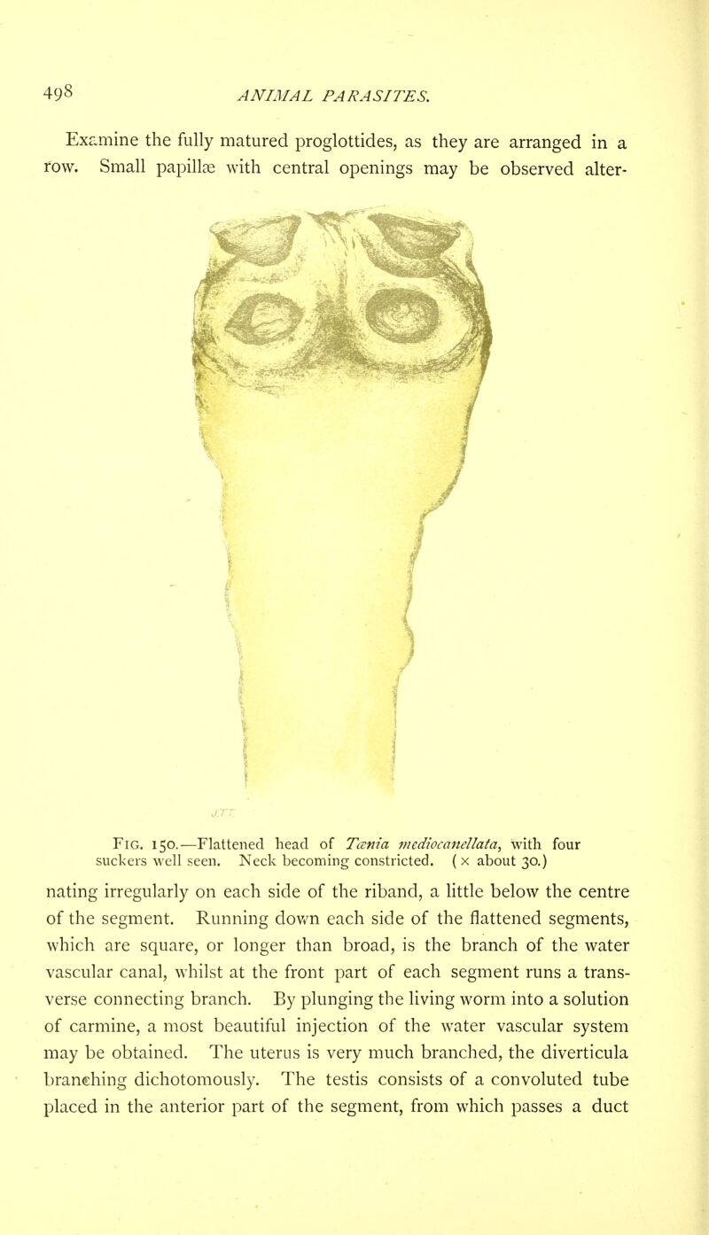 49§ Examine the fully matured proglottides, as they are arranged in a row. Small papillae with central openings may be observed alter- Fig. 150.—Flattened head of Tcenia mcdiocanellata^ with four suckers well seen. Neck becoming constricted. ( x about 30.) nating irregularly on each side of the riband, a little below the centre of the segment. Running down each side of the flattened segments, which are square, or longer than broad, is the branch of the water vascular canal, whilst at the front part of each segment runs a trans- verse connecting branch. By plunging the living worm into a solution of carmine, a most beautiful injection of the water vascular system may be obtained. The uterus is very much branched, the diverticula branching dichotomously. The testis consists of a convoluted tube placed in the anterior part of the segment, from which passes a duct