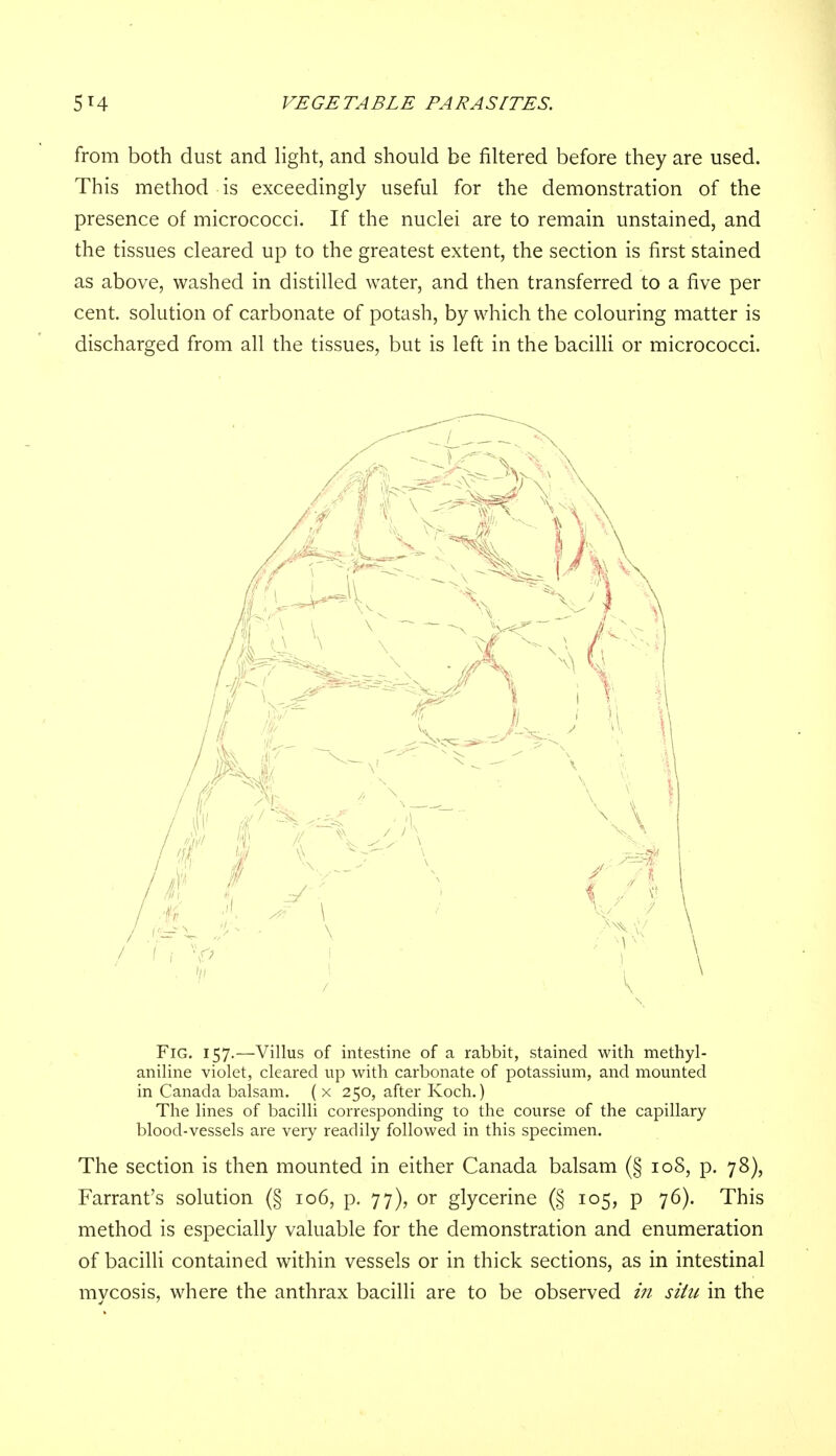 from both dust and light, and should be filtered before they are used. This method is exceedingly useful for the demonstration of the presence of micrococci. If the nuclei are to remain unstained, and the tissues cleared up to the greatest extent, the section is first stained as above, washed in distilled water, and then transferred to a five per cent, solution of carbonate of potash, by which the colouring matter is discharged from all the tissues, but is left in the bacilli or micrococci. Fig. 157.—Villus of intestine of a rabbit, stained with methyl- aniline violet, cleared up with carbonate of potassium, and mounted in Canada balsam. ( x 250, after Koch.) The lines of bacilli corresponding to the course of the capillary blood-vessels are very readily followed in this specimen. The section is then mounted in either Canada balsam (§ 108, p. 78), Farrant's solution (§ 106, p. 77), or glycerine (§ 105, p 76). This method is especially valuable for the demonstration and enumeration of bacilli contained within vessels or in thick sections, as in intestinal mycosis, where the anthrax bacilli are to be observed in situ in the