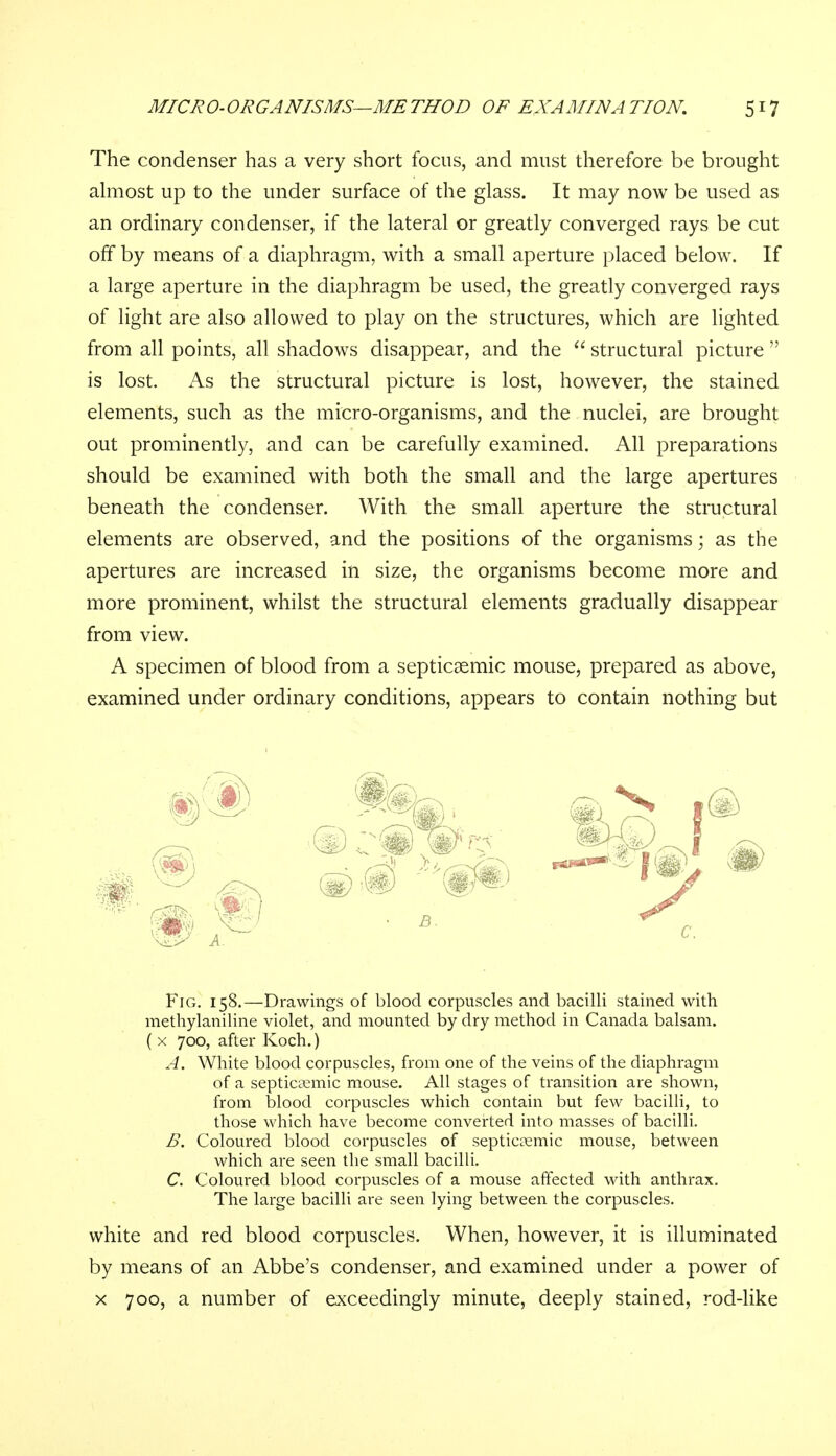 The condenser has a very short focus, and must therefore be brought almost up to the under surface of the glass. It may now be used as an ordinary condenser, if the lateral or greatly converged rays be cut off by means of a diaphragm, with a small aperture placed below. If a large aperture in the diaphragm be used, the greatly converged rays of light are also allowed to play on the structures, which are lighted from all points, all shadows disappear, and the  structural picture  is lost. As the structural picture is lost, however, the stained elements, such as the micro-organisms, and the nuclei, are brought out prominently, and can be carefully examined. All preparations should be examined with both the small and the large apertures beneath the condenser. With the small aperture the structural elements are observed, and the positions of the organisms; as the apertures are increased in size, the organisms become more and more prominent, whilst the structural elements gradually disappear from view. A specimen of blood from a septicemic mouse, prepared as above, examined under ordinary conditions, appears to contain nothing but Fig. 158.—Drawings of blood corpuscles and bacilli stained with methylaniline violet, and mounted by dry method in Canada balsam. ( x 700, after Koch.) A. White blood corpuscles, from one of the veins of the diaphragm of a septicemic mouse. All stages of transition are shown, from blood corpuscles which contain but few bacilli, to those which have become converted into masses of bacilli. B. Coloured blood corpuscles of septicemic mouse, between which are seen the small bacilli. C. Coloured blood corpuscles of a mouse affected with anthrax. The large bacilli are seen lying between the corpuscles. white and red blood corpuscles. When, however, it is illuminated by means of an Abbe's condenser, and examined under a power of x 700, a number of exceedingly minute, deeply stained, rod-like