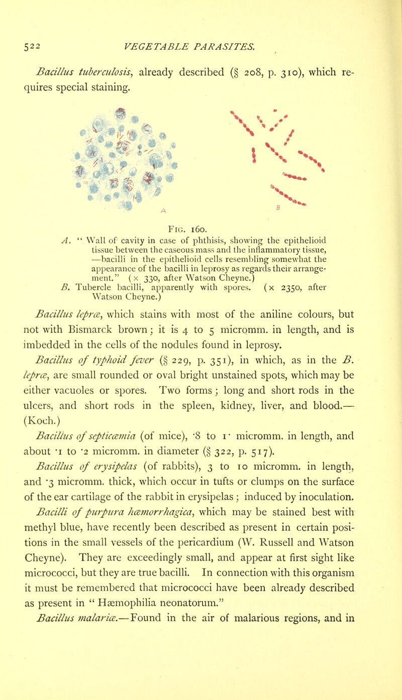 Bacillus tuberculosis, already described (§ 208, p. 310), which re- quires special staining. A.  Wall of cavity in case of phthisis, showing the epithelioid tissue between the caseous mass and the inflammatory tissue, —bacilli in the epithelioid cells resembling somewhat the appearance of the bacilli in leprosy as regards their arrange- ment. (x 330, after Watson Cheyne.) B. Tubercle bacilli, apparently with spores. (x 2350, after Watson Cheyne.) Bacillus leprce, which stains with most of the aniline colours, but not with Bismarck brown; it is 4 to 5 micromm. in length, and is imbedded in the cells of the nodules found in leprosy. Bacillus of typhoid fever (§229, p. 351), in which, as in the B. leprce, are small rounded or oval bright unstained spots, which may be either vacuoles or spores. Two forms ; long and short rods in the ulcers, and short rods in the spleen, kidney, liver, and blood.— Bacillus of septicemia (of mice), *8 to i* micromm. in length, and about i to '2 micromm. in diameter (§ 322, p. 517). Bacillus of erysipelas (of rabbits), 3 to to micromm. in length, and *3 micromm. thick, which occur in tufts or clumps on the surface of the ear cartilage of the rabbit in erysipelas ; induced by inoculation. Bacilli of purpura /icemorr/iagica, which may be stained best with methyl blue, have recently been described as present in certain posi- tions in the small vessels of the pericardium (W. Russell and Watson Cheyne). They are exceedingly small, and appear at first sight like micrococci, but they are true bacilli. In connection with this organism it must be remembered that micrococci have been already described as present in  Haemophilia neonatorum. Bacillus malar ice.—Found in the air of malarious regions, and in \ Fig. 160. (Koch.)