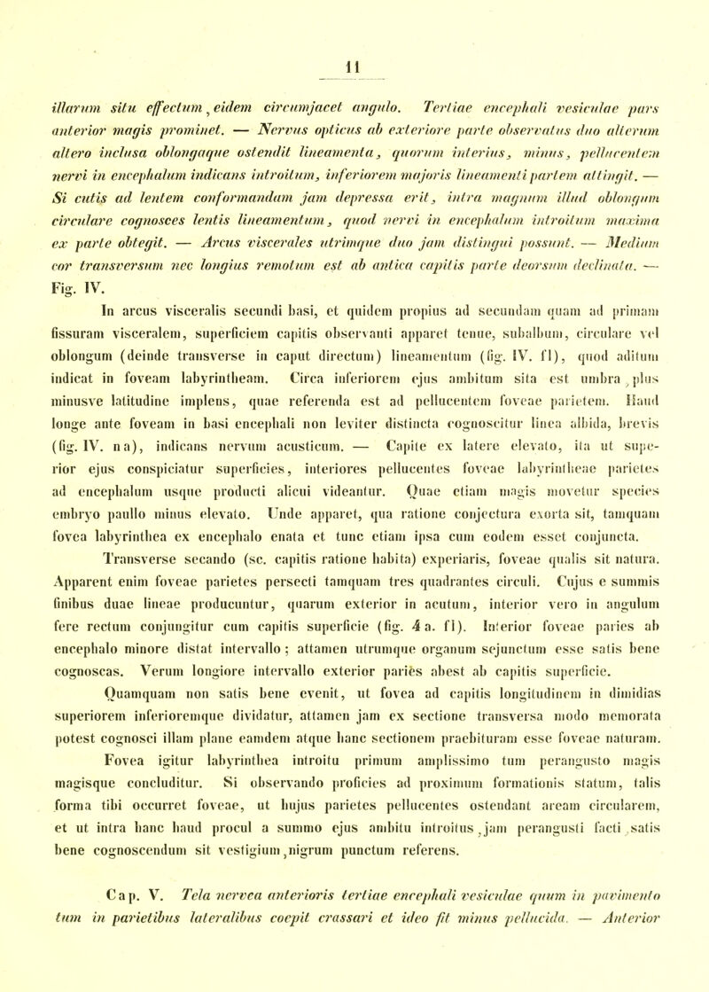 n illarum sUu effecUim, eidem circumjacet arifjulo. Tertiae enceiihali vesiculae pars anteinor magis prominet. — Nervus opticus ab exteriore parte ohservatus duo alterum altero inchisa ohlongaque ostendit lineamenta, quorum inteynus, minus, pellucenlem nervi in encephalum iiidicans introitum, inferiorem majoris lineamenti partem atliugit. — Si cutis ad lentem conformandam jam depressa erit, intra magnum illud ohlongum circulare cognosces lentis lineamentum, quod jiervi in encephalum introilum maxima ex parte ohtegit. — A^xus visceraJes utrimque duo jam distingui possunt. — Medium cor transversum nec longius remotum est ah antica cfqntis parte deorsum decVmata. — Fig. IV. In arcus visceralis secundi basi, et quiilem propius ail secundam quam ail priitiam fissuram visceralem, superficiem capitis obsei^anti apparet (enue, subaibuni, circuLire vel oblongum (deinde transverse in caput directum) lineamentum (fig*. IV. 11), quod adilum indicat in foveam labyrintbeam. Circa inferiorem ejus ambitum sita est umbra jdus minusve latitudine implens, quae referenda est ad pellucentem foveae parieteni. Ilaiid longe ante foveam in basi encepbali non leviter distincta rognoscitur linea albida, brevis (fig. IV. na), indicans nervnm acusticum. — Ca|)i(e ex latere elevato, ila ut supe- rior ejus conspicia(ur superficies, interiores pelluceiites foveae labyrintlieae jiaiietes ad encepbalum usque producti alicui videantur. Ouae ctiam mngis niovetiir species embryo paullo minus elevato. Unde apparet, qua i'atione conjectura exorta sit, tamquam fovea labyrintbea ex encepbalo enata et tunc etiam ipsa cum eodem esset conjuncta. Transverse secando (sc. capitis ratione babita) experiaris, foveae qualis sit natura. Apparent enim foveae parietes persecti tamquam tres quadrantes circuli. Cujus e sunimis finibus duae lineae producuntur, quarum exterior in acutuni, interior veio in angulum fere rectum conjungitur cum capitis superficie (fig. 4 a. fl). Inierior foveae paiies ab encephalo minore distat intervallo ; attamen utrumque organum sejunctum esse satis bene cognoscas. Verum longiore intervallo exterior paries abest ab capitis superficie. Ouamquam non satis bene evenit, ut fovea ad capitis longitudineni in dimidias superiorem inferiorenique dividatur, attamen jam ex sectione transversa niodo memorata potest cognosci illam plane eanideni atque banc sectionem praebiturara esse foveae naturam. Fovea igitur labyrintbea introitu primum amplissimo tum perangusto niagis magisque concluditur. Si observando proficies ad proximum formationis statum, talis forma tibi occurret foveae, ut bujus parietes pellucentes ostendant aream circularem, et ut intra banc baud procul a summo ejus ambitu introitus . jam perangusti facti satis bene cognoscenduni sit ves(igium ,nigrum punctum referens. Cap. V. Tela nervca anterioris tertiae encephali vesiculae quum in pavimento tum in parietihus lateralihus coepit crassain et ideo fit minus peUucida. — Anterior