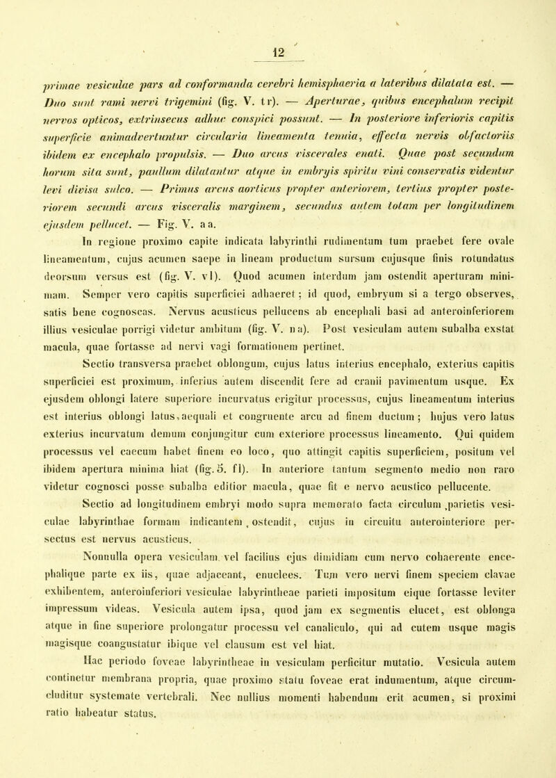 primoe vesiculae pars ad cmformanda cerehri hemis^phaeria a lateribus dilataia est. — Duo suul rami uervi triyemini (fig. V. ti). — Aperturae, quibus encephalum recipit nervos opticos, extrinsecus adhuc conspici possunt. — In posteriore inferioris capitis superpcie animadvertmitur circularia lineamenta tenuia, effecta nervis oifacloriis ibidem cx encephalo propulsis. — Duo arcus viscerales enati. Quae post secundum horum sita sunt, paullum dilatantur atque in embryis spiritu vini conservatis videntur levi divisa sulco. — Primus arcus aorticus fropter anteriorem, tertius propter poste- riorem secundi arcus visceralis rnarginem, secundus autem totam per longiiudinem ejusdem pellucet. — Fig. V. aa. In regione proximo capite indicata labyrintlii riidimentum tum praebet fere ovale lineamenlum, cujus acumen saepe in lineam protluctum sursum cujusque finis rotundatus deorsum versus est (fig. V. vl). Ouod acumen interdum jam ostendit aperturam mini- mam. Semper vero capitis superficiei adhaeret; id quod, embryum si a tergo observes, satis bene cognoscas. Nervus acusticus pellucens ab encepliali basi ad anteroinferiorem illius vesiculae porrigi videtur ambitum (fig. V. n a). Post vesiculam autem subalba exstat macula, quae fortasse ad nervi vagi formationem pertinet. Sectio transversa praebet oblongum, eujus latus interius encephalo, exterius capitis superficiei est proximum, inferius autem discendit fere ad cranii pavimentum usque. Ex ejusdem oblongi latere superiore incurvatus erigitur processus, cujus lineamentum interius est interius oblongi latus,aequali et congruente arcu ad finem ductum ; hujus vero latus exterius incurvatum demum conjungitur cum exteriore processus lineamento. Oui quidem processus vel caecum babet finem eo loco, quo attingit capitis superficiem, positum vel ibidem apertura minima hiat (fig. 5. fl). In anteriore tantum segmento medio non raro videtur cognosci posse subalba editior macula, quae fit e nervo acustico pellucente. Sectio ad longitudineni embryi modo supra meraorafo facta circulum ,parietis vesi- culae labyrinthae formam indicantem ^ ostendit, cujus in circuitu auterointeriore per- sectus est nervus acusticus. Nonnulla opera vesiculam. vel facilius ejus dimidiam cum nervo cohaerente ence- phalique parte ex iis, quae adjaceant, enuclees. Tujn vero nervi finem speciem clavae exhibentem, anteroinferiori vesiculae labyrinthcae parieti impositum eique fortasse leviter impressum videas. Vesicula auteni ipsa, quod jam ex segmentis clucet, est oblonga atque in fine superiore prolongatur processu vel canaliculo, qui ad cutem usque magis magisque coangustatur ibique vel clausum est vel hiat. Hac periodo foveae labyrintheae in vesiculam perficitur mutatio. Vesicula autem continetur membrana propria, quae proximo Ptatu foveae erat induraentum, atque circum- cluditur systemate vertebrali. Nec nullius momenti habendum erit acumen, si proximi ratio habeatur status.