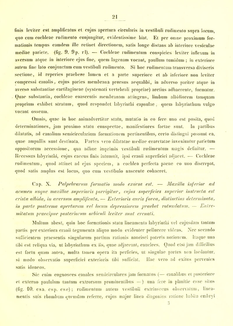 finis leviter est amplificatus et ciijus apcrtuia circulaiis iri vcstibuli rudimento supra locum, quo cuni coclileae ruiliniento conjungitur, evidentissinie hiat. Et per onine proximum for- mationis tempus eamdem iile retinet directionem, satis longe distans ah interiore vesiculae mediae pariete. (fig. 9. 9p. rl). — Cochleae rudimentum conspicies leviter inflexum in aversum atque in interiore ejus fine, quem lagenam vocant, paulhim tumidum ; in exteriore autem fine lato conjunctum cum vestihuh rudimento. Si hoc rudimentum transversa (hviseris sectione, id reperies praehcFe hmien et a parte superiore et ah inferiore non leviter compressi canaiis^ cujus paries memhrana prorsus aequahhi, in advcrso pariter atque in averso suhstantiae cartilagineae (systemati vertehrali propriae) arctius adhaerente, formatnr. Ouae suhstantia, coclileae enascentis memhranam atlingens, limhum alhidiorem taniqunm proprium exhihet stratum, quod respondet lahyrinthi capsulac , quem lahyrinthum vulgo vocant osseum. Oninis, quae in hoc animadvertitur statu, mutatto in co fere uno cst posita, quod determinationes, jam proximo statu conspectae, manifestiores factae sunt. !n partihus diiatatis, ad canalium semicircularium formationem pertinenlihus, cerlo distingui possunt ea, quae ampullis sunt destinala. Partcs Tcro dilatalae mediae coarctatae invcniunfnr parietum opposi!orum accessione, qua adiuic iniprimis vestihuli rudimenlum niagis deOiiitur. — Itccessus lahyriiithi, cujus caccus finis intumuit, ipsi cranii superficiei adjacet. — Cochleae rudimentum, quod attinet ad ejus specieni, a cochlca perfecta paene co uno discrepat, quod satis amplus est locus, quo cum vestihulo nascente cohaeret. Cap. X. Palpehrariim formatio modo exorsa est. — Blaxilla inferior ad acumen iisque maxillae saperioris porrifiitiir^ ciijiis siiperficies superior bistructa est crista albida, in averswn amplipcata. — Exterioris anris fovea, distinctiiis determinata, in parte postrema aperturam vel locvm depressioretti praebet rotiindatum. — JLxlre- mitatum praecipue posteriorum orbiculi leviter sunt crenati. Multum ahest, quin hoc formationis statu lineamenta lahyrinthi vel cujusdam tantum partis per extcriora cranii tegunienta aliquo modo evidenter pel!ucei-e videas. Nec secando sunicientem praesentis singularum partium rationis nancisci poteris notioncm. Ilaque una tihi est reliqua via, ut lahyrinthum ex iis, quae adjaceant, enuclees. Ouod etsi jam diOicilius est factu quam antea, multa tamen opera ita pcrficies, ut singulae partes non laedantur, si modo ohservatio superficiei exterioris tihi sufficiat. Hac vero ad exitus pervenics satis idoneos. Sic enim cognosces canales sensicirculares jam formatos (— canalihus et posteriore et extcrno paululum tantum extrorsum prominentihus —) una Icre in planitie esse si(os (fig. 10. csa. csp. cse); rudimentum autem vestihuii extrinsecus ohservatum, linea- mentis suis rhomhum qucmdam referre, cujus major linea diagonics rafione hal^iia cniliiyi .j