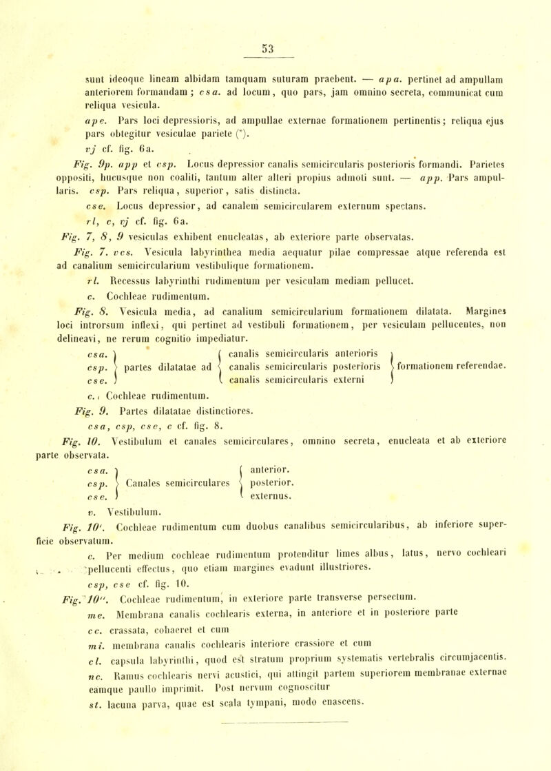 sinU ideoqiie lineam albidam taraquam suturam praebent. — apa. pertinet ad ampuUam anteriorem formandam ; csa. ad locum, quo pars, jam omniuo secreta, communicat cura reliqua vesicula. ape. Pars loci depressioris, ad ampuUae externae forraationera pertinentis; reliqua ejus pars obtegitur vesiculae pariete ('). vj cf. flg. 6a. Fig. 9p. app et csp. Locus depressior canalis seniicircularis posterioris formandi. Parietes oppositi, hucusque non coaliti, tantum alter alteri propius admoti sunt. — app. Pars ampul- laris. csp. Pars reliqua, superior, salis distincla. cse. Locus depressior, ad canalem semicircularera externum spectans. rl, c, vj cf. fig. 6a. Fig. 7,8,9 vesiculas exhibent enucleatas, ab exteriore parte observatas. Fig. 7. vcs. Vesicula labyrinthea media aequatur pilae compressae atque rcferenda est ad canalium semicircularium vestibulique formationem. rl. Recessus labyrinthi rudimentum per vesiculara mediam pellucet. c. Cochleae rudimentum. Fig. S. Vesicula raedia, ad canaliura seraicirculariura formationem dilatata. Margines loci introrsum inflexi, qui pertinet ad vestibuli formationera, per vesiculam pellucentes, non delineavi, ne rerura cognitio irapediatur. csa. ) ( canalis semicircularis anterioris i csp. > partes dilatatae ad l canalis semicircularis posterioris \ forraationera referendae. cse. ) \ canalis seraicircularis externi ) c.. Cochleae rudimentura. Fig. 9. Partes dilatalae distinctiores. csa, csp, cse, c cf. fig. 8. Fig. W. Vestibulum et canales semicirculares, omnino secreta, enucleata et ab exteriore parte observata. csa. ) { antorior. csp. > Canales semicirculares \ posterior. cse. ) ' externus. V. Vestibulum. Fig. 10'. Cochleae rudiraentum cum duobus canalibus semicircularibus, ab inferiore super- ficie observatum. c. Per mediura cochleae rudimentura protenditur limes albus, latus, nervo cochleari v_ v^. .. ^pellucenti effectus, quo etiani margines evadunt illustriores. csp, cse cf. fig. 10. Fig. 10. Cocbleae rudimentura, in exteriore parte transverse persectum. me. Membrana canalis cochlearis externa, in anteriore et in posteriore parte cc. crassata, cobaeret et cum mi. membrana canaiis cochlcaris interiore crassiore et cum cl. capsula labyrinthi, quod est straluni proprium systematis vertebralis circumjacentis. nc. Ramus cochlearis nervi acustici, qui attingit partem superiorem merabranae externae earaque paullo imprimit. Post nervum cognoscitur st. lacuna parva, quae est scala tjmpani, modo enascens.