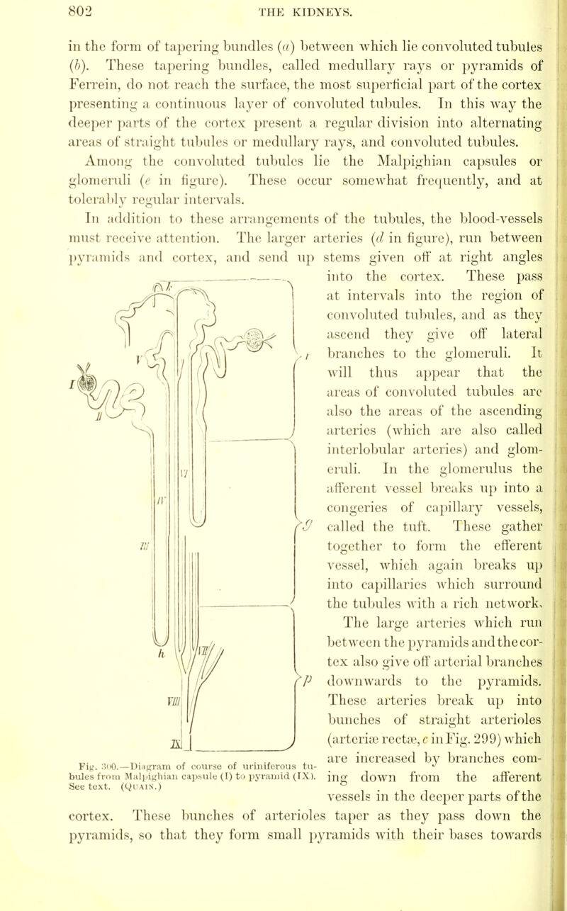 in the form of tapering bundles (a) between which lie convoluted tubules (b). These tapering bundles, called medullary rays or pyramids of Ferrein, do not reach the surface, the most superficial part of the cortex presenting a continuous layer of convoluted tubules. In this way the deeper parts of the cortex present a regular division into alternating areas of straight tubules or medullary rays, and convoluted tubules. Among the convoluted tubules lie the Malpighian capsules or glomeruli (e in figure). These occur somewhat frequently, and at tolerably regular intervals. In addition to these arrangements of the tubules, the blood-vessels must receive attention. Tin- larger arteries (d in figure), run between pyramids and cortex, and send up stems given off at right angles pass region of into the cortex. These at intervals into the convoluted tubules, and as they ascend they give off lateral branches to the glomeruli. It will thus appear that the areas of convoluted tubules are also the areas of the ascending arteries (which are also called interlobular arteries) and glom- eruli. In the glomerulus the afferent vessel breaks up into a congeries of capillary vessels, called the tuft. These gather together to form the efferent vessel, which again breaks up into capillaries which surround the tubules with a rich network. The large arteries which run between the pyramids and the cor- tex also give off arterial branches downwards to the pyramids. These arteries break up into bunches of straight arterioles (artcrise recta?, c in Fig. 299) which are increased by branches com- ing down from the afferent vessels in the deeper parts of the cortex. These bunches of arterioles taper as they pass down the pyramids, so that they form small pyramids with their bases towards FiK- ;5<>0.—Diagram of course of uriniferous tu- bules from Malpighian capsule (I) to pyramid (IX). See text. (Quaix.)