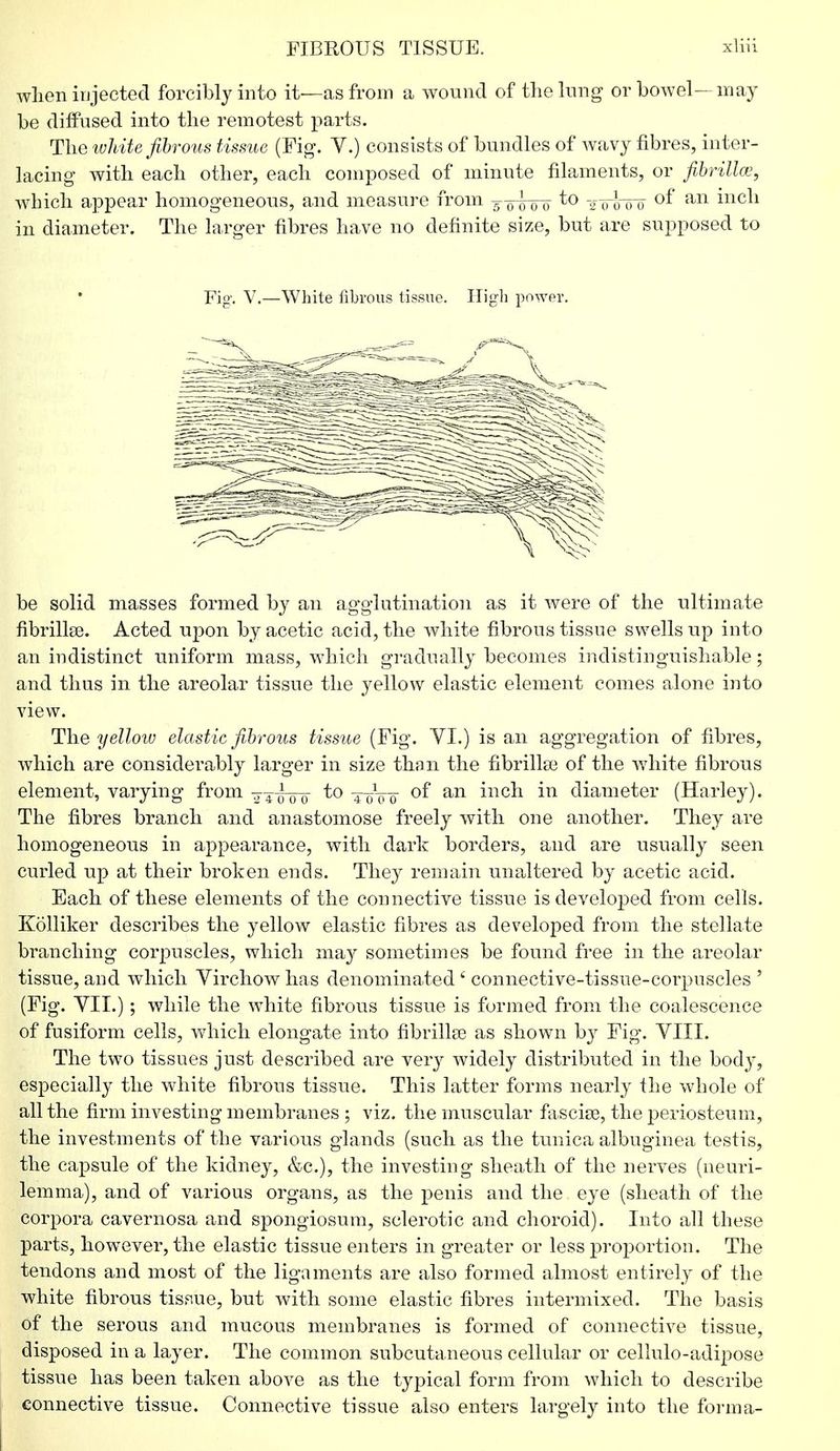 when injected forcibly into it—as from a wound of the lung or bowel- may be diffused into the remotest parts. The white fibrous tissue (Fig. Y.) consists of bundles of wavy fibres, inter- lacing with each other, each composed of minute filaments, or fibrillar, which appear homogeneous, and measure from to -2-010 0 of an inch in diameter. The larger fibres have no definite size, but are supposed to Fig. V.—White fibrous tissue. High power. be solid masses formed by an agglutination as it were of the ultimate fibrillse. Acted upon by acetic acid, the white fibrous tissue swells up into an indistinct uniform mass, which gradually becomes indistinguishable; and thus in the areolar tissue the yellow elastic element comes alone into view. The yellow elastic fibrous tissue (Fig. VI.) is an aggregation of fibres, which are considerably larger in size than the fibrillse of the white fibrous element, varying from -^j^ to 4 *0 0 of an inch in diameter (Harley). The fibres branch and anastomose freely with one another. They are homogeneous in appearance, with dark borders, and are usually seen curled up at their broken ends. They remain unaltered by acetic acid. Each of these elements of the connective tissue is developed from cells. Kolliker describes the yellow elastic fibres as developed from the stellate branching corpuscles, which may sometimes be found free in the areolar tissue, and which Virchow has denominated £ connective-tissue-corpuscles ' (Fig. VII.); while the white fibrous tissue is formed from the coalescence of fusiform cells, which elongate into fibrillse as shown by Fig. VIII. The two tissues just described are very widely distributed in the body, especially the white fibrous tissue. This latter forms nearly the whole of all the firm investing membranes ; viz. the muscular fasciae, the periosteum, the investments of the various glands (such as the tunica albuginea testis, the capsule of the kidney, &c), the investing sheath of the nerves (neuri- lemma), and of various organs, as the penis and the eye (sheath of the corpora cavernosa and spongiosum, sclerotic and choroid). Into all these parts, however, the elastic tissue enters in greater or less proportion. The tendons and most of the ligaments are also formed almost entirely of the white fibrous tissue, but with some elastic fibres intermixed. The basis of the serous and mucous membranes is formed of connective tissue, disposed in a layer. The common subcutaneous cellular or cellulo-adipose tissue has been taken above as the typical form from which to describe connective tissue. Connective tissue also enters largely into the forma-