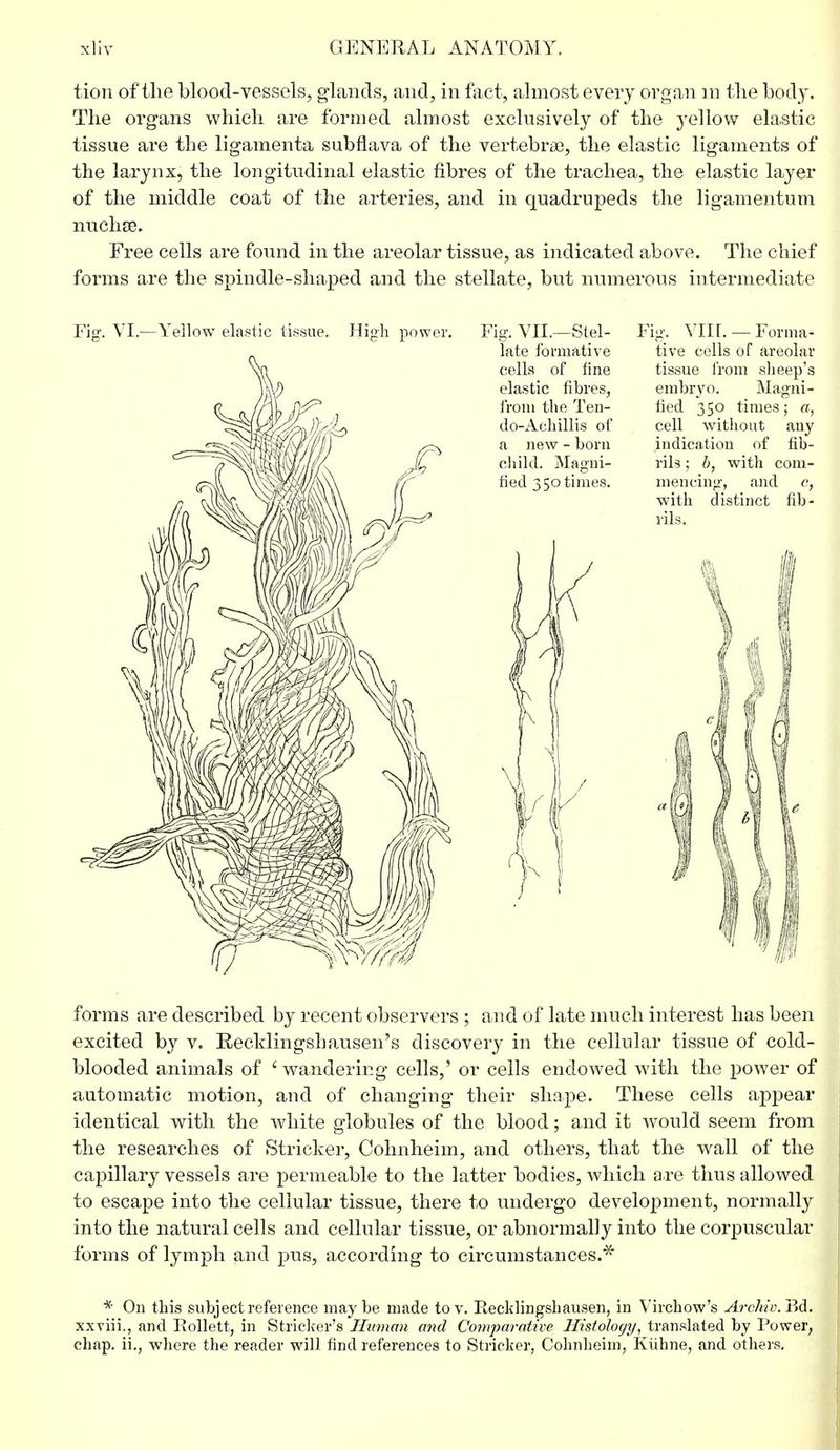tkm of the blood-vessel s, glands, and, in fact, almost every organ in the hod}'. The organs which are formed almost exclusively of the yellow elastic tissue are the ligamenta subflava of the vertebrae, the elastic ligaments of the larynx, the longitudinal elastic fibres of the trachea, the elastic layer of the middle coat of the arteries, and in quadrupeds the ligamentum nuchse. Free cells are found in the areolar tissue, as indicated above. The chief forms are the spindle-shaped and the stellate, but numerous intermediate Fig. VI.—Yellow elastic tissue. High power. Fig. VII.—Stel- Fig. YIIL — Forina- forms are described by recent observers ; and of late much interest has been excited by v. Recldingshausen's discovery in the cellular tissue of cold- blooded animals of 'wandering cells,' or cells endowed with the power of automatic motion, and of changing their shape. These cells appear identical with the white globules of the blood; and it would seem from the researches of Strieker, Cohnheim, and others, that the wall of the capillary vessels are permeable to the latter bodies, which are thus allowed to escape into the cellular tissue, there to undergo development, normally into the natural cells and cellular tissue, or abnormally into the corpuscular forms of lymph and pus, according to circumstances.* * On this subject reference maybe made to v. Becklingshausen, in Virchow's Archiv. Bd. xxviii., and Rollett, in Strieker's Human and Comparative Histology, translated by Power, chap, ii., where the reader will find references to Strieker, Cohnheim, Kiihne, and others.