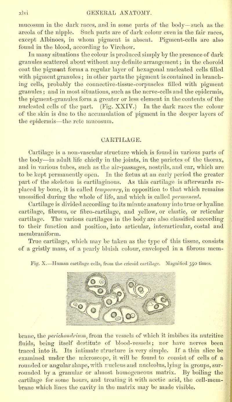 mucosum in the dark races, and in some parts of the body—such as the areola of the nipple. Such parts are of dark colour even in the fair races, except Albinoes, in whom pigment is absent. Pigment-cells are also found in the blood, according to Virchow. In many situations the colour is produced simply by the presence of dark granules scattered about without any definite arrangement; in the choroid coat the pigment forms a regular layer of hexagonal nucleated cells filled with pigment granules ; in other parts the pigment is contained in branch- ing cells, probably the connective-tissue-corpuscles filled with pigment granules ; and in most situations, such as the nerve-cells and the epidermis, the pigment-granules form a greater or less element in the contents of the nucleated cells of the part. (Fig. XXIV.) In the dark races the colour of the skin is due to the accumulation of pigment in the deeper layers of the epidermis—the rete mucosum. CARTILAGE. Cartilage is a non-vascular structure which is found in various parts of the body—in adult life chiefly in the joints, in the parietes of the thorax, and in various tubes, such as the air-passages, nostrils, and ear, which are to be kept permanently open. In the foetus at an early period the greater part of the skeleton is cartilaginous. As this cartilage is afterwards re- placed by bone, it is called temporary, in opposition to that which remains unossified during the whole of life, and which is called permanent. Cartilage is divided according to its minute anatomy into true or hyaline cartilage, fibrous, or fibro-cartilage, and yellow, or elastic, or reticular cartilage. The various cartilages in the body are also classified according to their function and position, into articular, interarticular, costal and membr aniform. True cartilage, which may be taken as the type of this tissue, consists of a gristly mass, of a pearly bluish colour, enveloped in a fibrous mem- Fig. X.—Human cartilage cells, from the cricoid cartilage. Magnified 350 times. brane, the perichondrium} from the vessels of which it imbibes its nutritive fluids, being itself destitute of blood-vessels; nor have nerves been traced into it. Its intimate structure is very simple. If a thin slice be examined under the microscope, it will be found to consist of cells of a rounded or angular shape, with rucleus and nucleolus, lying in groups, sur- rounded by a granular or almost homogeneous matrix. By boiling the cartilage for some hours, and treating it with acetic acid, the cell-mem- brane which lines the cavity in the matrix may be made visible.