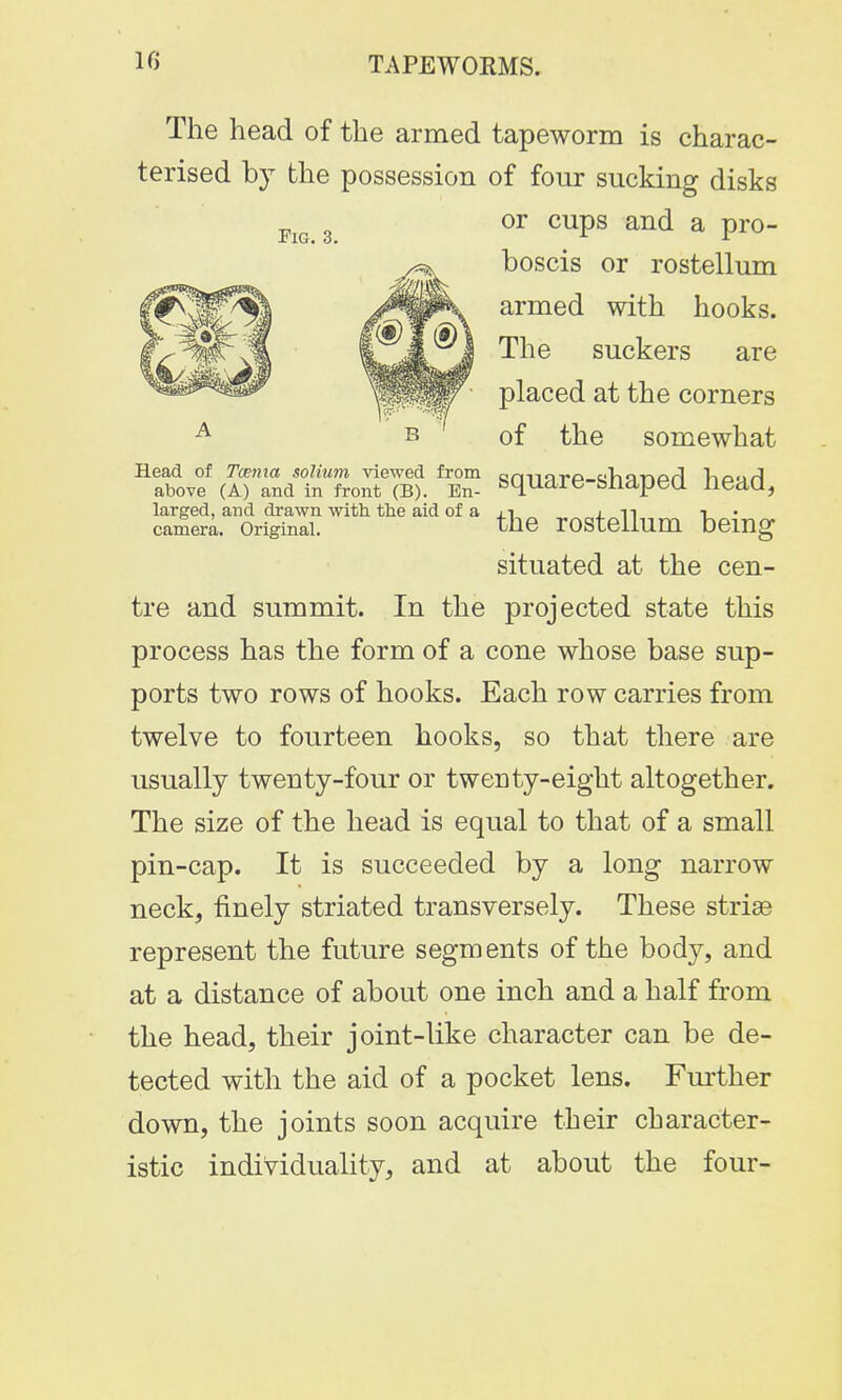 Fig. 3. The head of the armed tapeworm is charac- terised by the possession of four sucking disks or cups and a pro- boscis or rostellum armed with hooks. The suckers are placed at the corners of the somewhat square-shaped head, Head of Tcema solium viewed from above (A) and in front (B). En- larged, and drawn with the aid of a camera. Original. the rostellum being situated at the cen- tre and summit. In the projected state this process has the form of a cone whose base sup- ports two rows of hooks. Each row carries from twelve to fourteen hooks, so that there are usually twenty-four or twenty-eight altogether. The size of the head is equal to that of a small pin-cap. It is succeeded by a long narrow neck, finely striated transversely. These striae represent the future segments of the body, and at a distance of about one inch and a half from the head, their joint-like character can be de- tected with the aid of a pocket lens. Further down, the joints soon acquire their character- istic individuality, and at about the four-