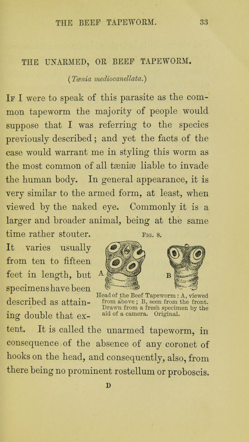 THE UNARMED, OR BEEF TAPEWORM. (Tce)iia mediocanellata.) If I were to speak of this parasite as the com- mon tapeworm the majority of people would suppose that I was referring to the species previously described; and yet the facts of the case would warrant me in styling this worm as the most common of all taeniae liable to invade the human body. In general appearance, it is very similar to the armed form, at least, when viewed by the naked eye. Commonly it is a larger and broader animal, being at the same time rather stouter. fig. 8. It varies usually from ten to fifteen feet in length, but specimens have been Head of the Beef Tapeworm: A, viewed described as attain- 6,0111 above ; B, seen from the front. Drawn from a fresh specimen by the ing double that ex- aid of a camera- original, tent. It is called the unarmed tapeworm, in consequence of the absence of any coronet of hooks on the head, and consequently, also, from there being no prominent rostellum or proboscis. D