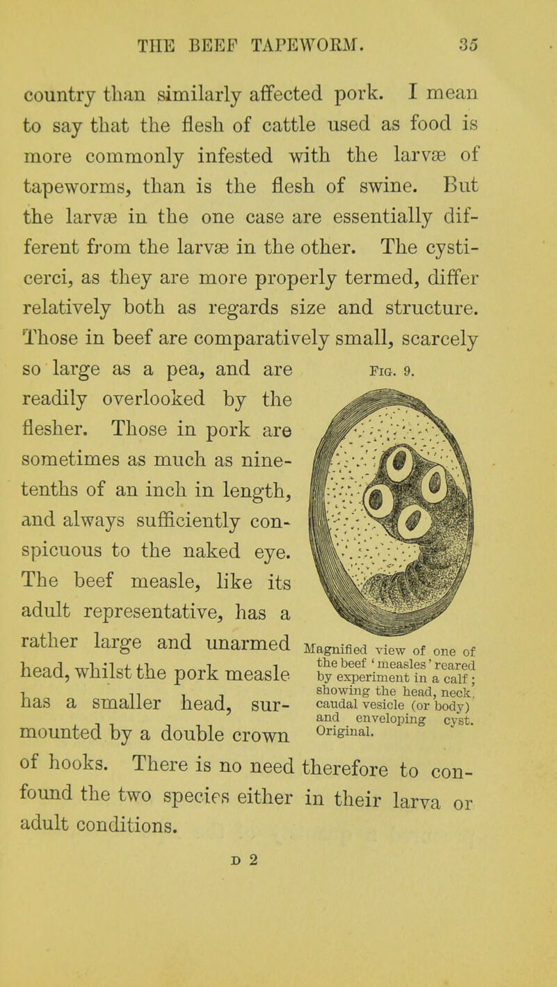 country than similarly affected pork. I mean to say that the flesh of cattle used as food is more commonly infested with the larvae of tapeworms, than is the flesh of swine. But the larvae in the one case are essentially dif- ferent from the larvae in the other. The cysti- cerci, as they are more properly termed, differ relatively both as regards size and structure. Those in beef are comparatively small, scarcely Fig. 9. so large as a pea, and are readily overlooked by the flesher. Those in pork are sometimes as much as nine- tenths of an inch in length, and always sufficiently con- spicuous to the naked eye. The beef measle, like its adult representative, has a rather large and unarmed Magnified view of one of head, whilst the pork measle has a smaller head, sur- mounted by a double crown of hooks. There is no need therefore to con- found the two species either in their larva or adult conditions. the beef ' measles' reared by experiment in a calf ; showing the head, neck, caudal vesicle (or body) and enveloping cyst. Original. D 2